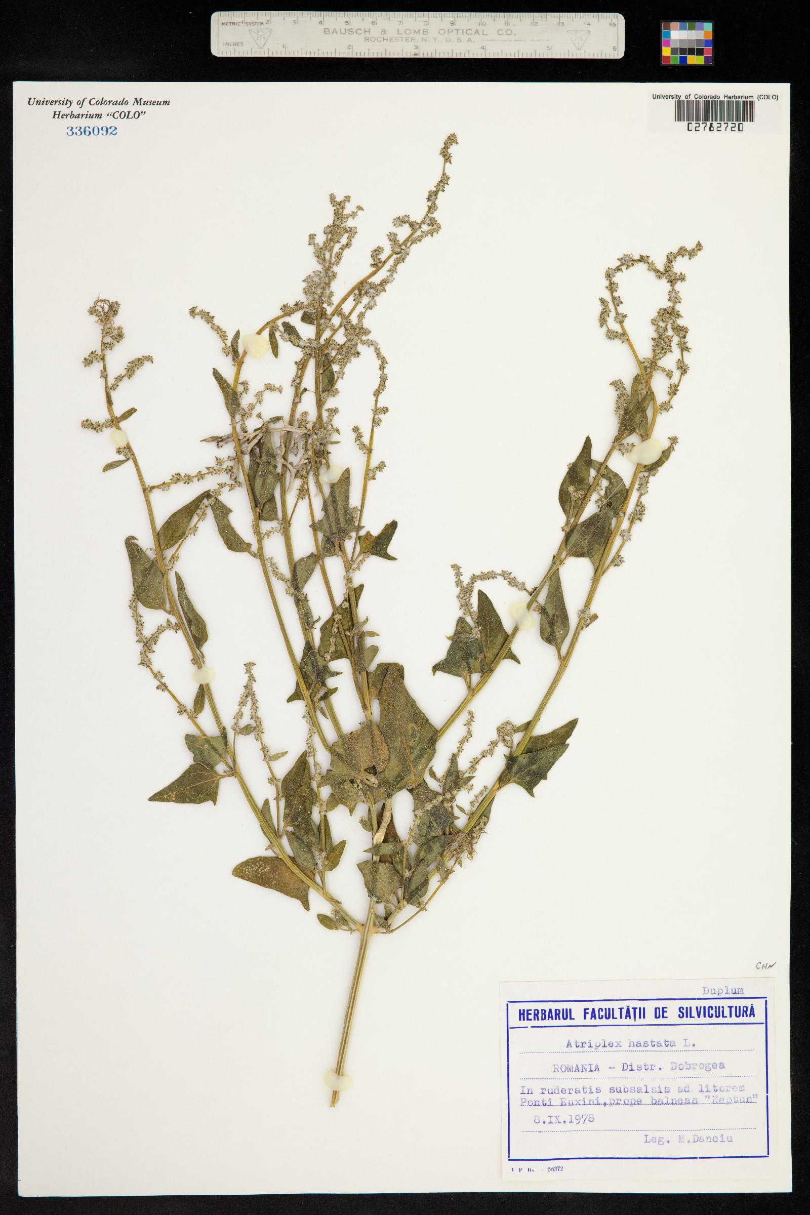 Atriplex image