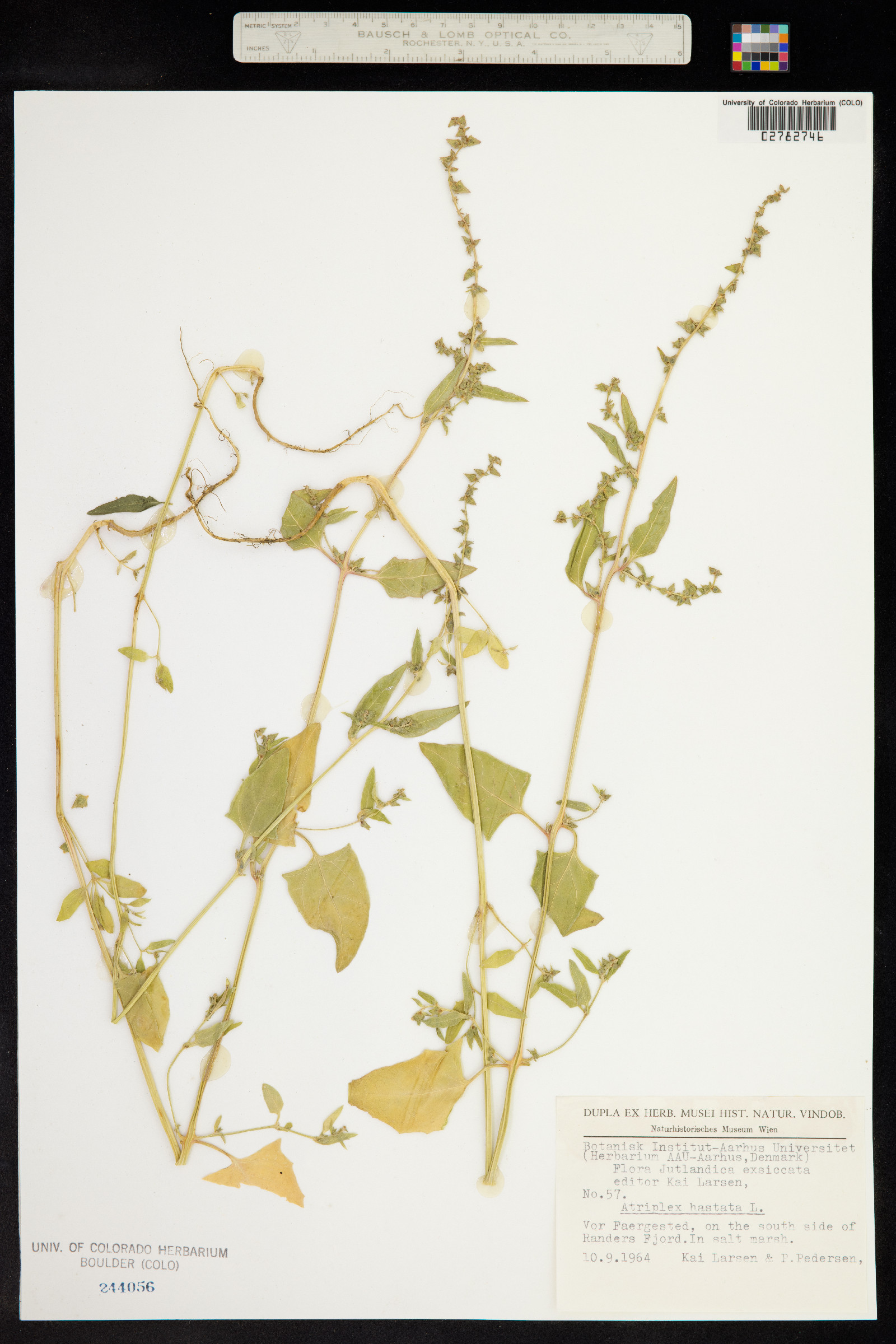 Atriplex prostrata image