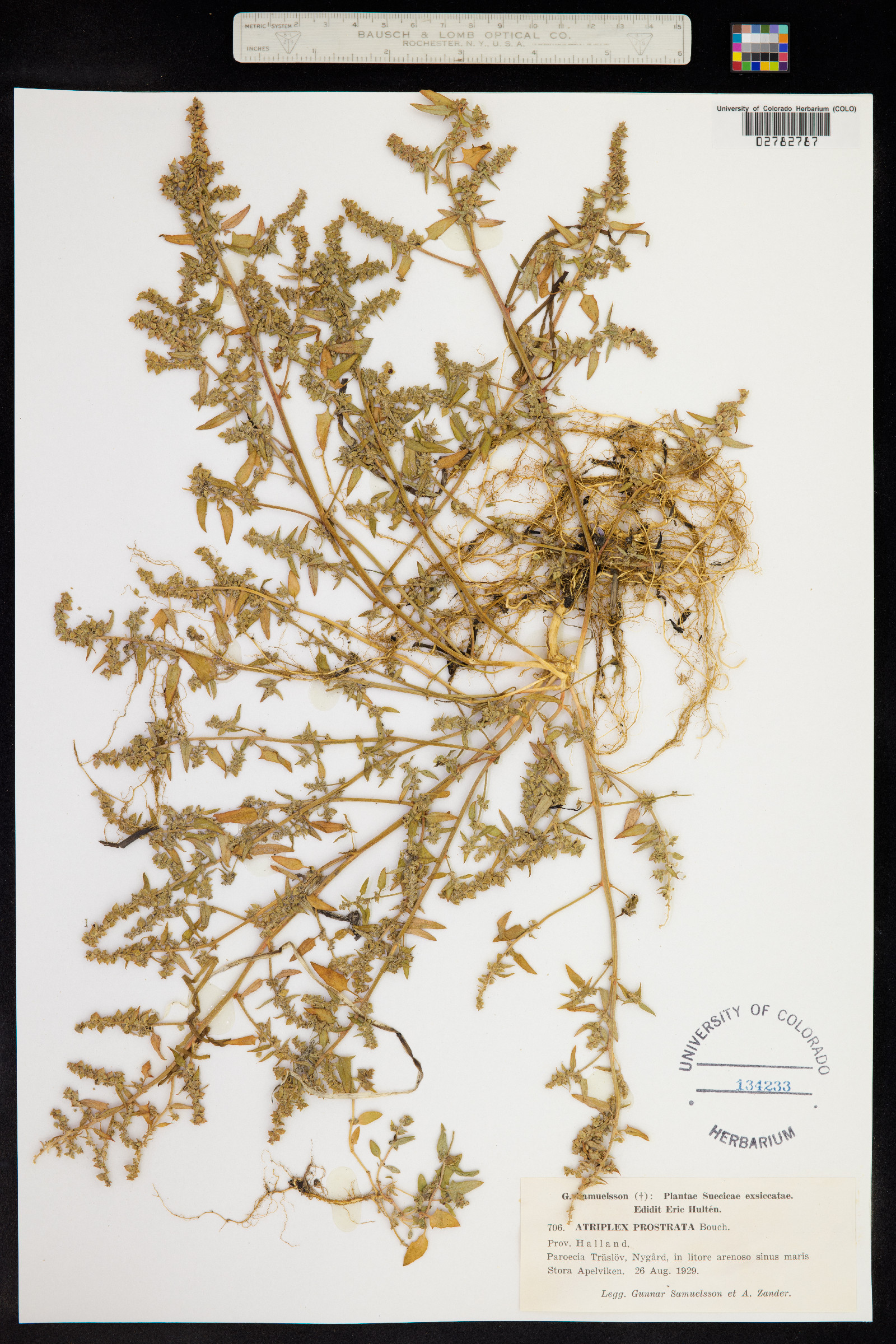 Atriplex prostrata image