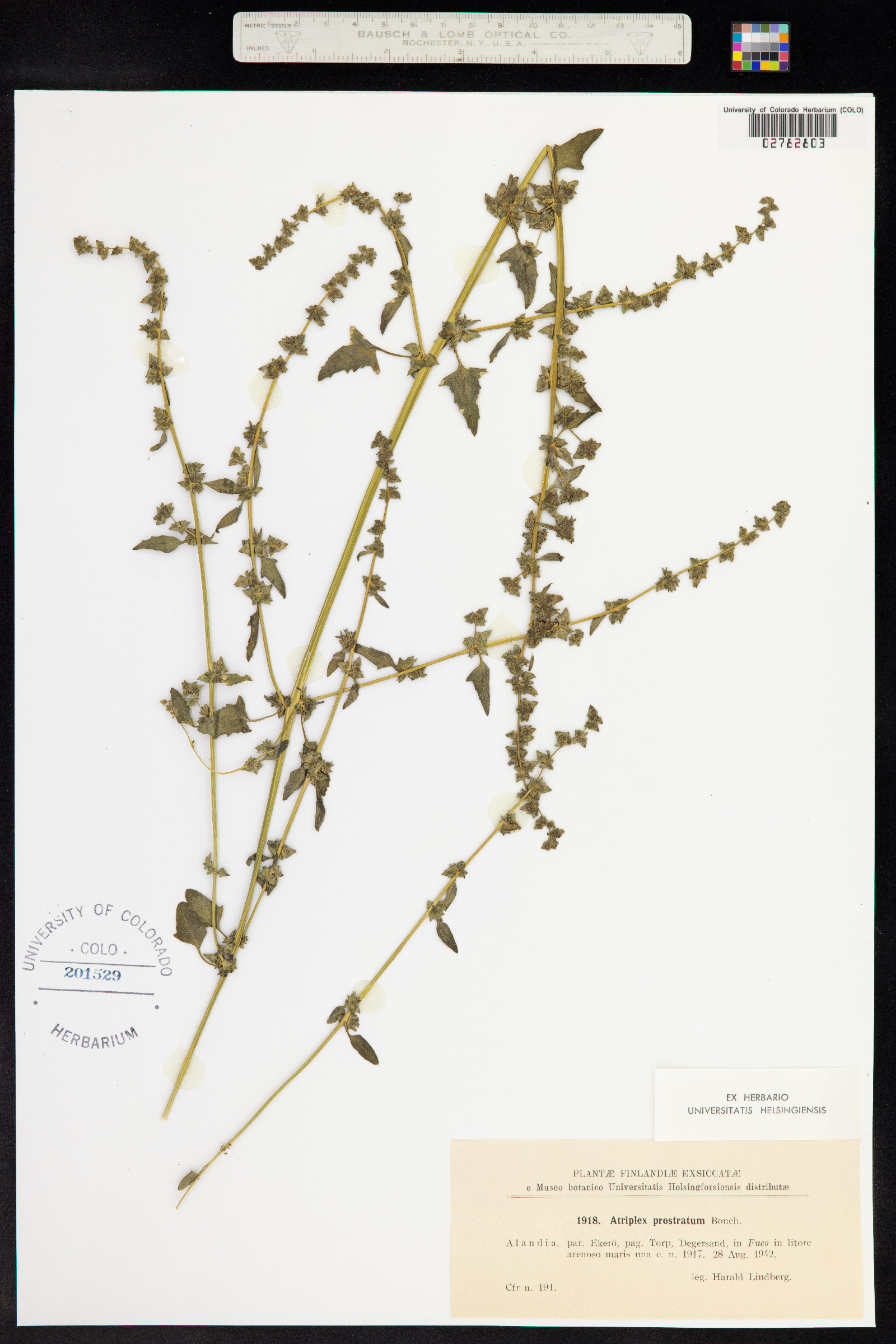 Atriplex prostrata image