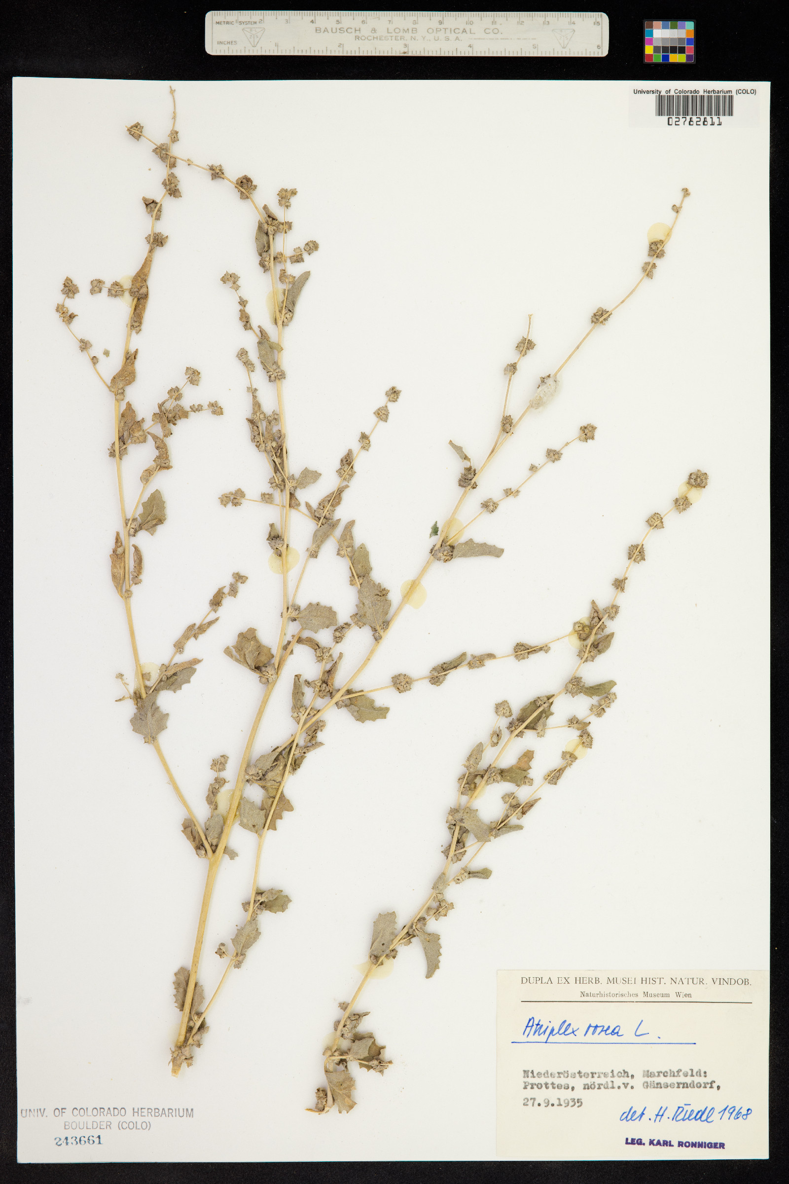 Atriplex rosea image