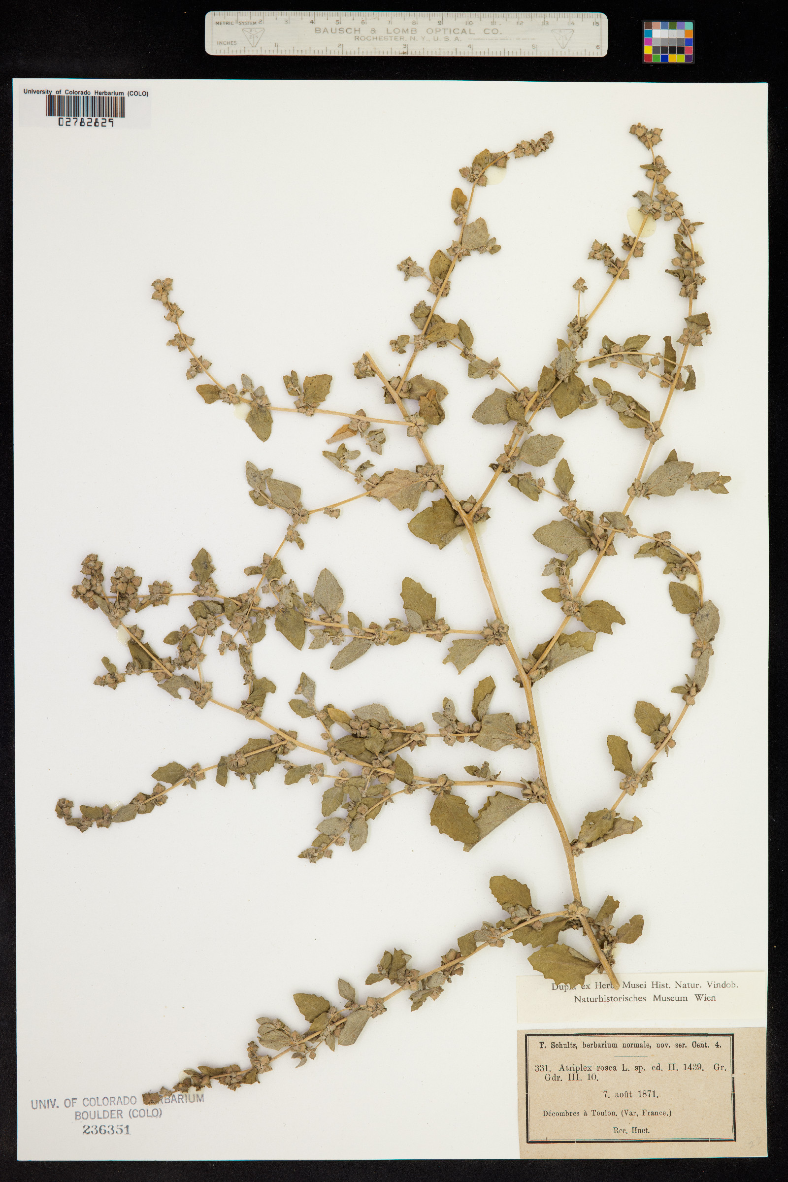 Atriplex rosea image