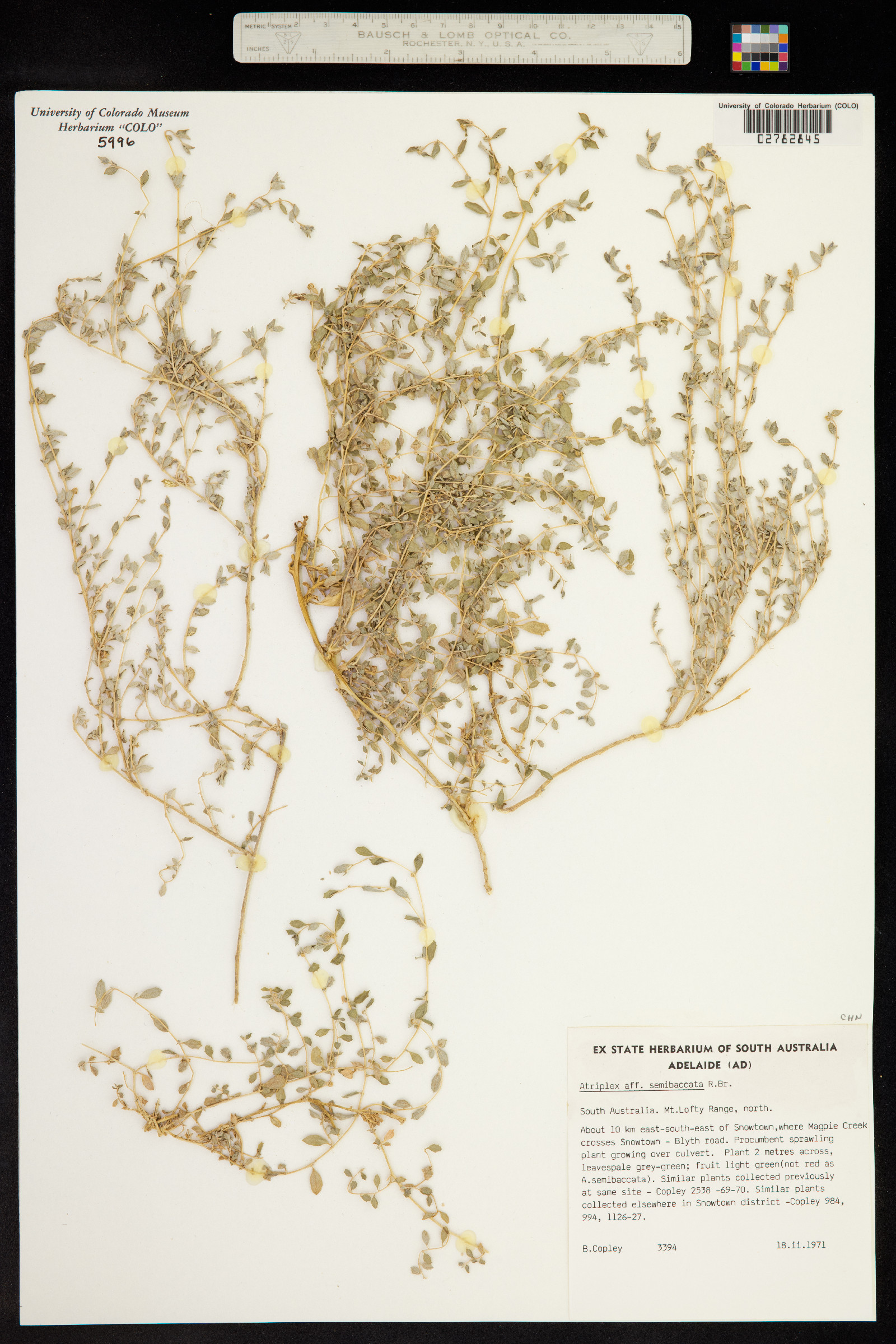 Atriplex semibaccata image