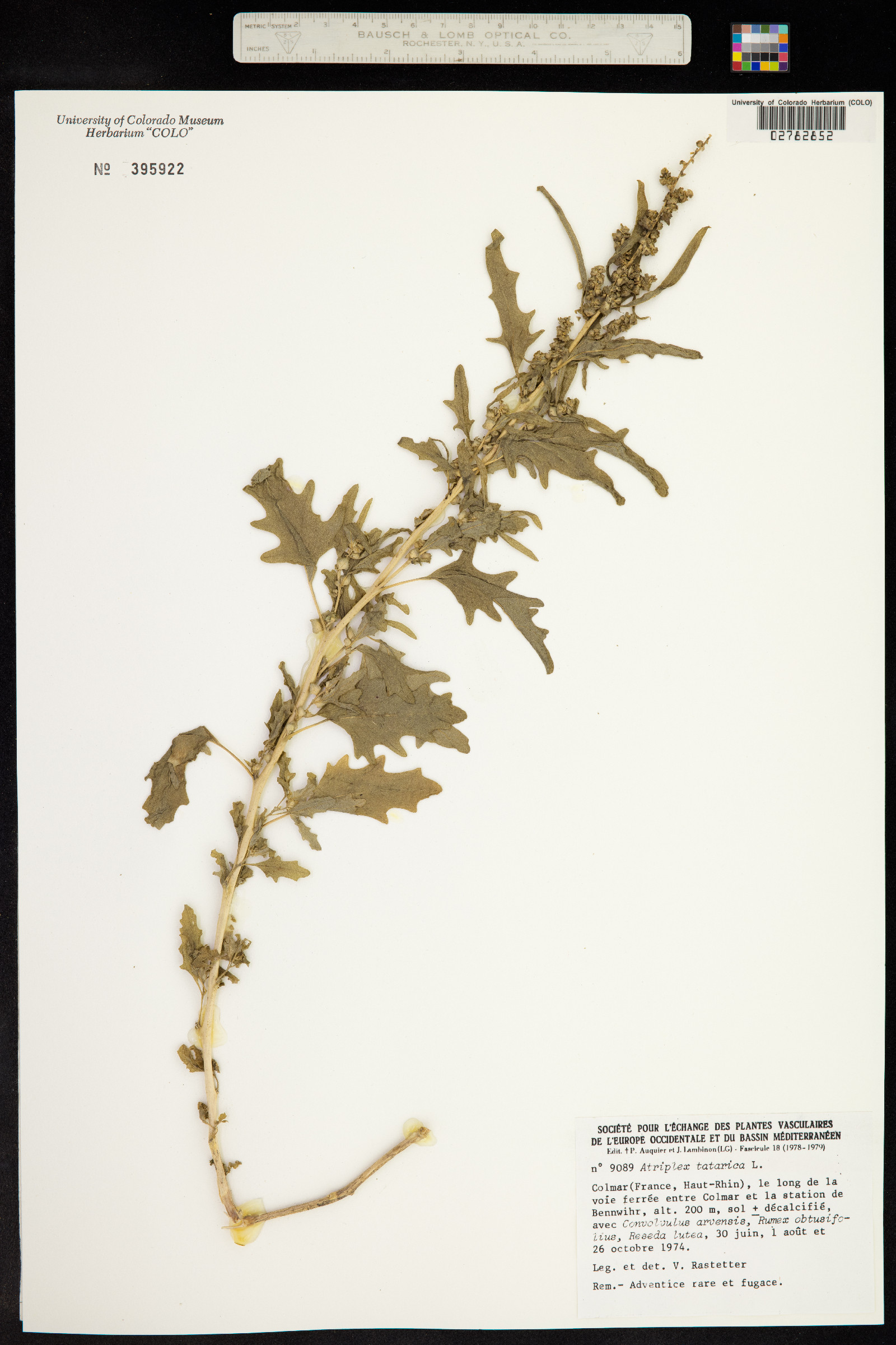 Atriplex tatarica image