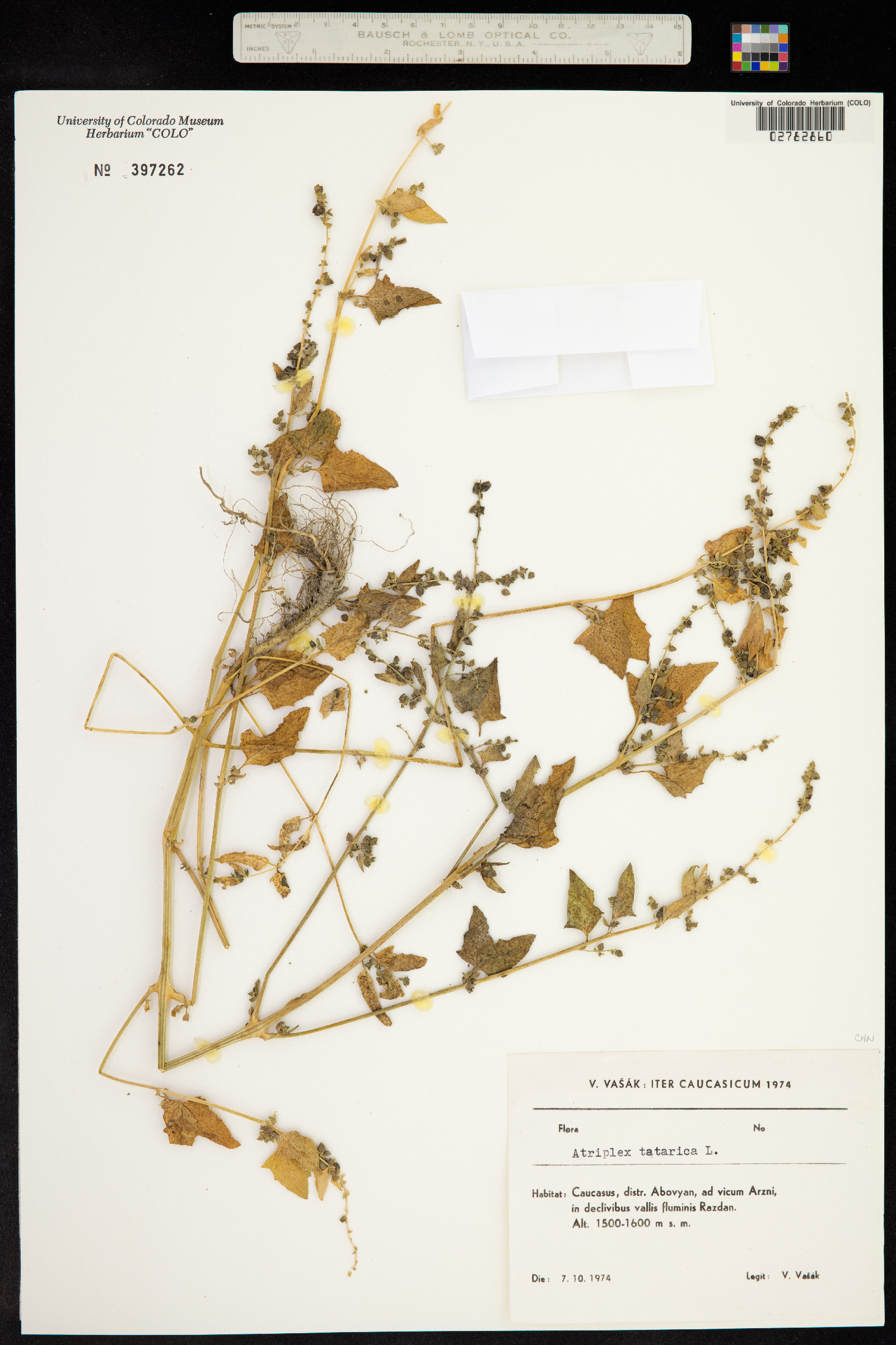 Atriplex tatarica image