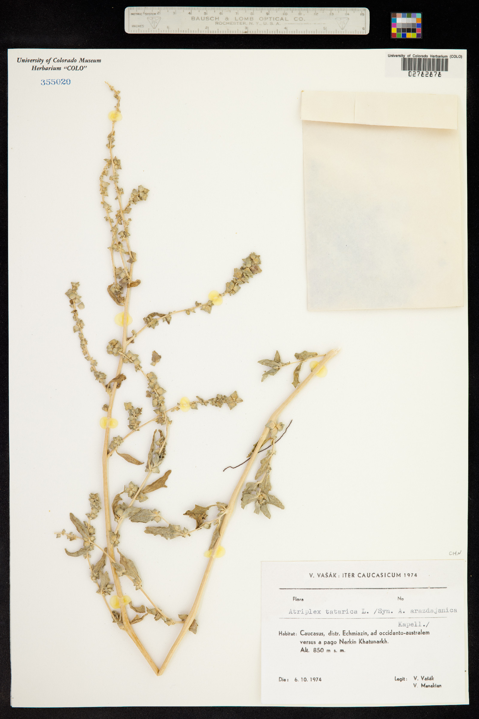 Atriplex image