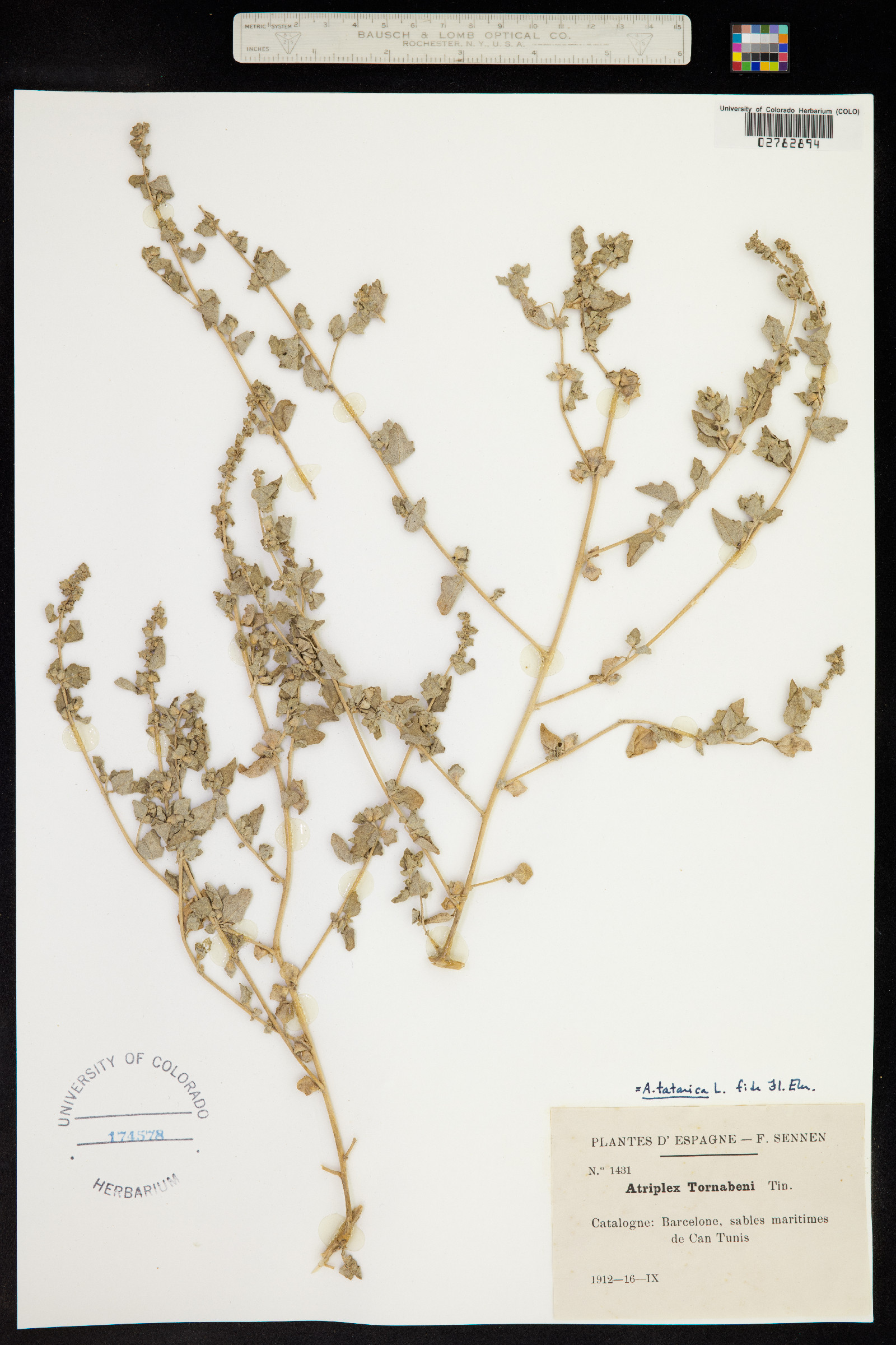 Atriplex tatarica image