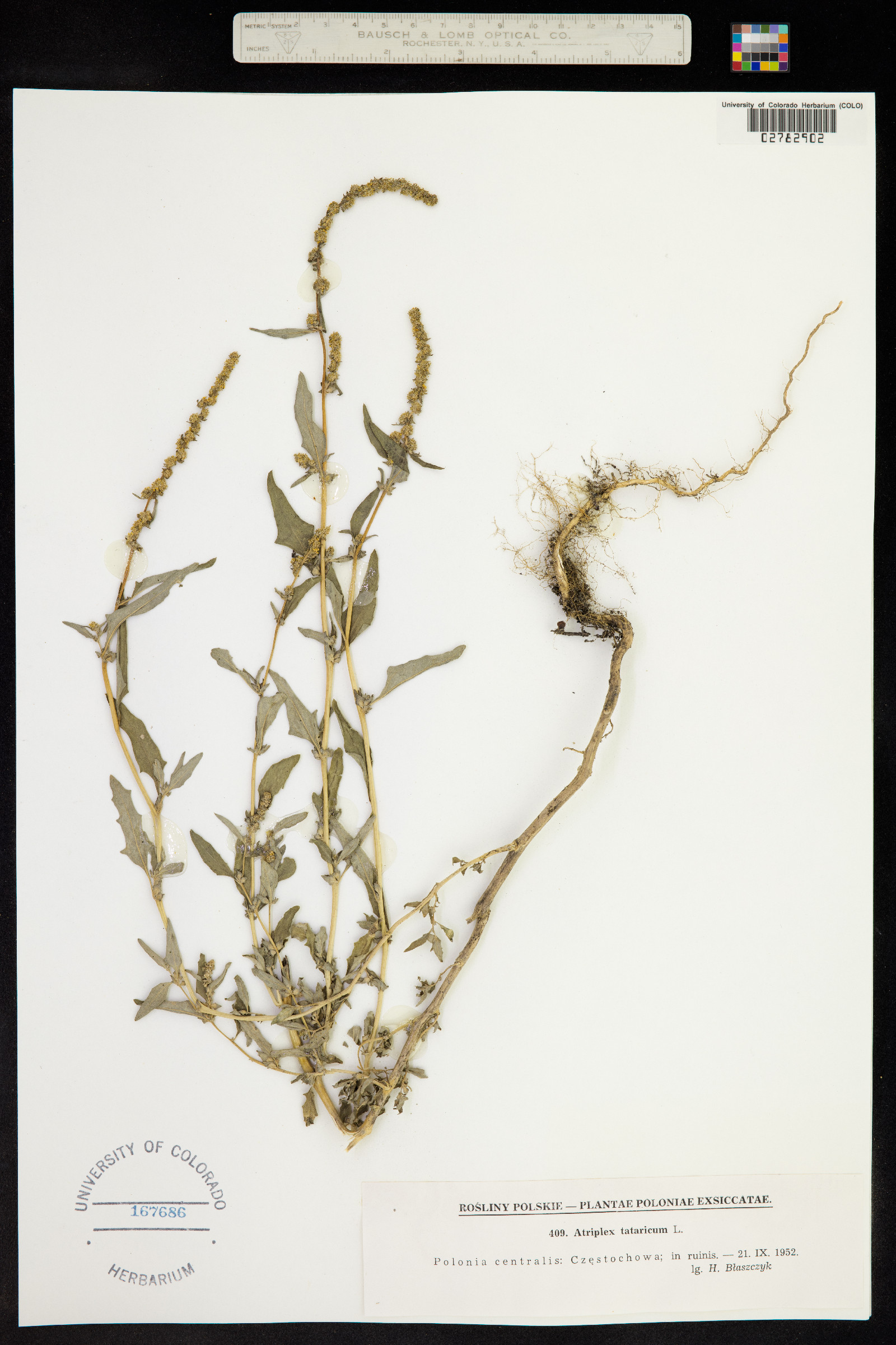 Atriplex tatarica image