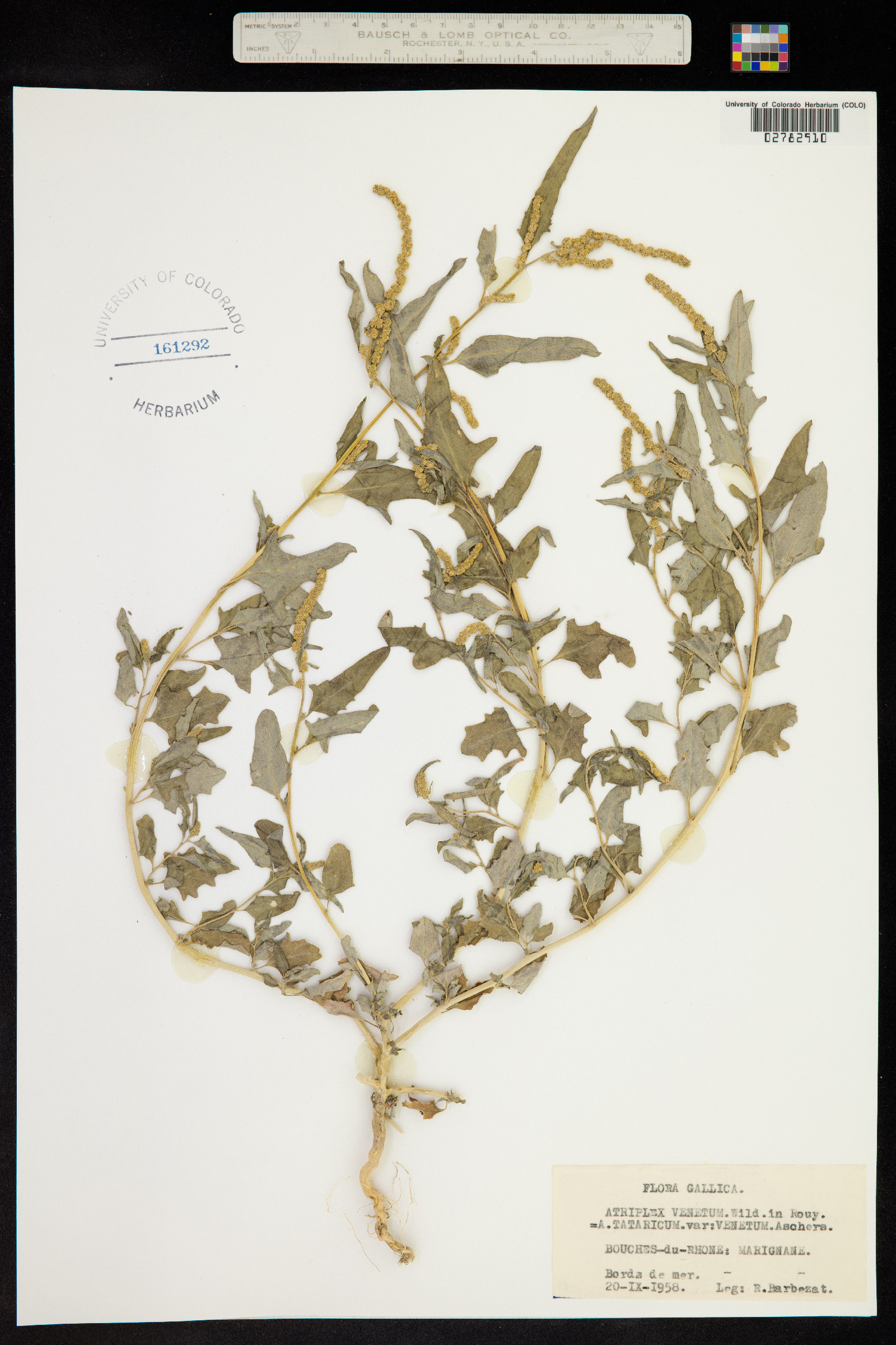 Atriplex tatarica image