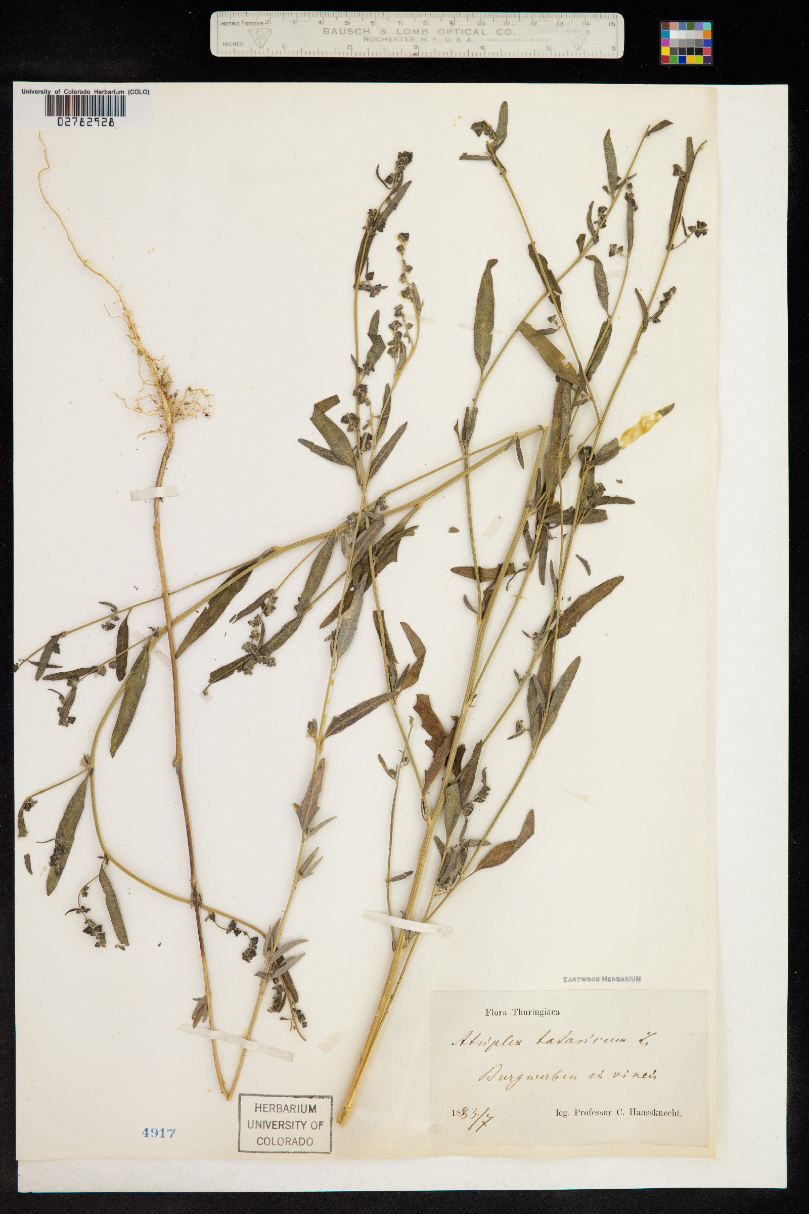 Atriplex tatarica image