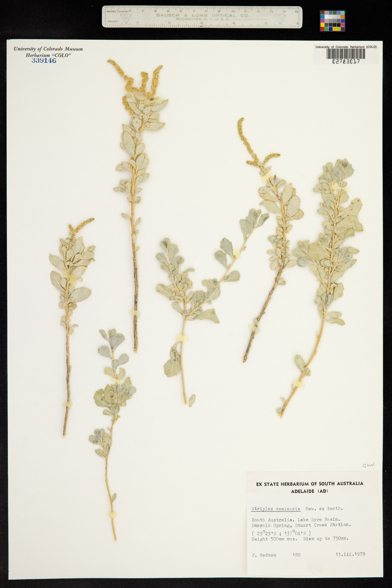 Atriplex vesicaria image