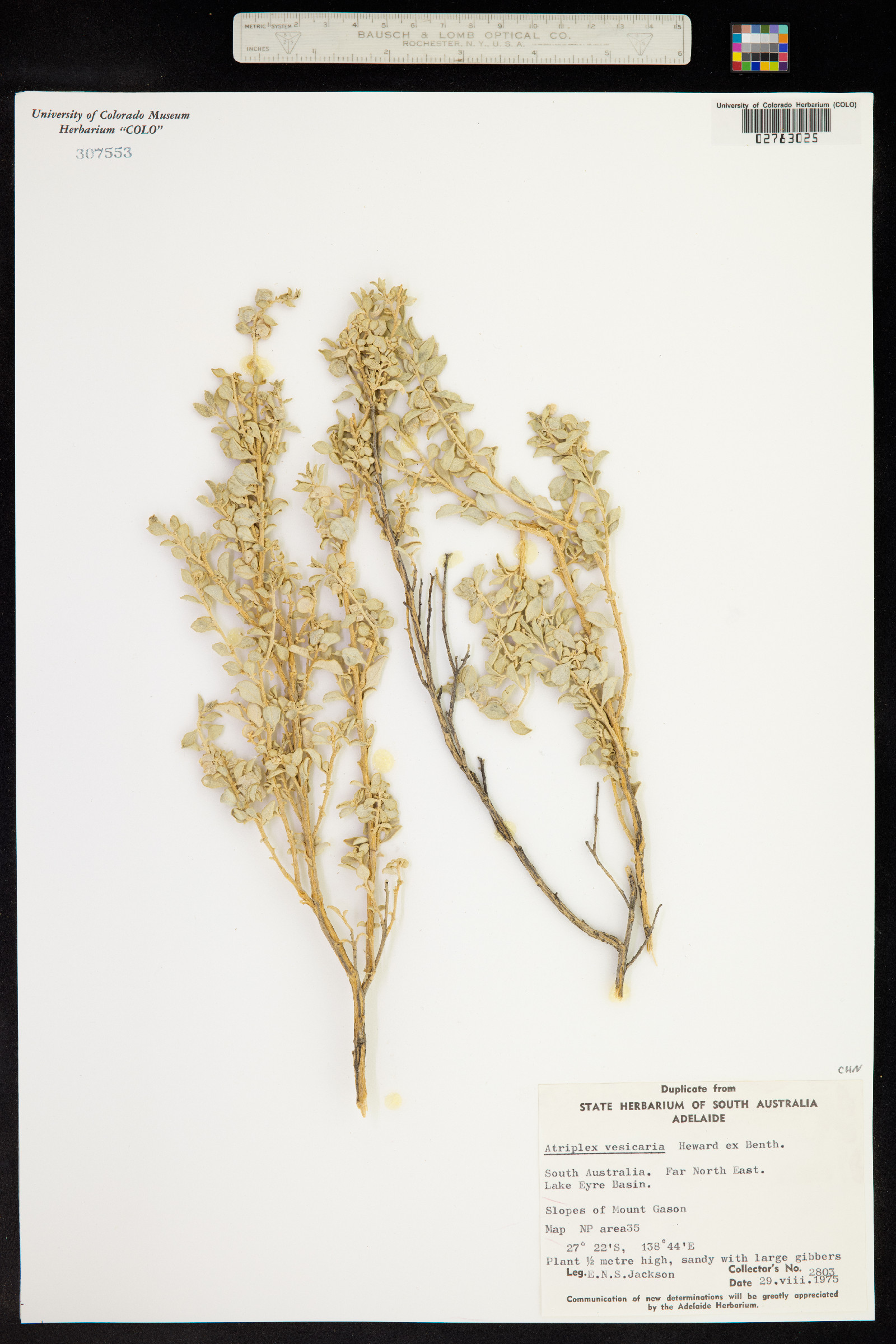 Atriplex vesicaria image