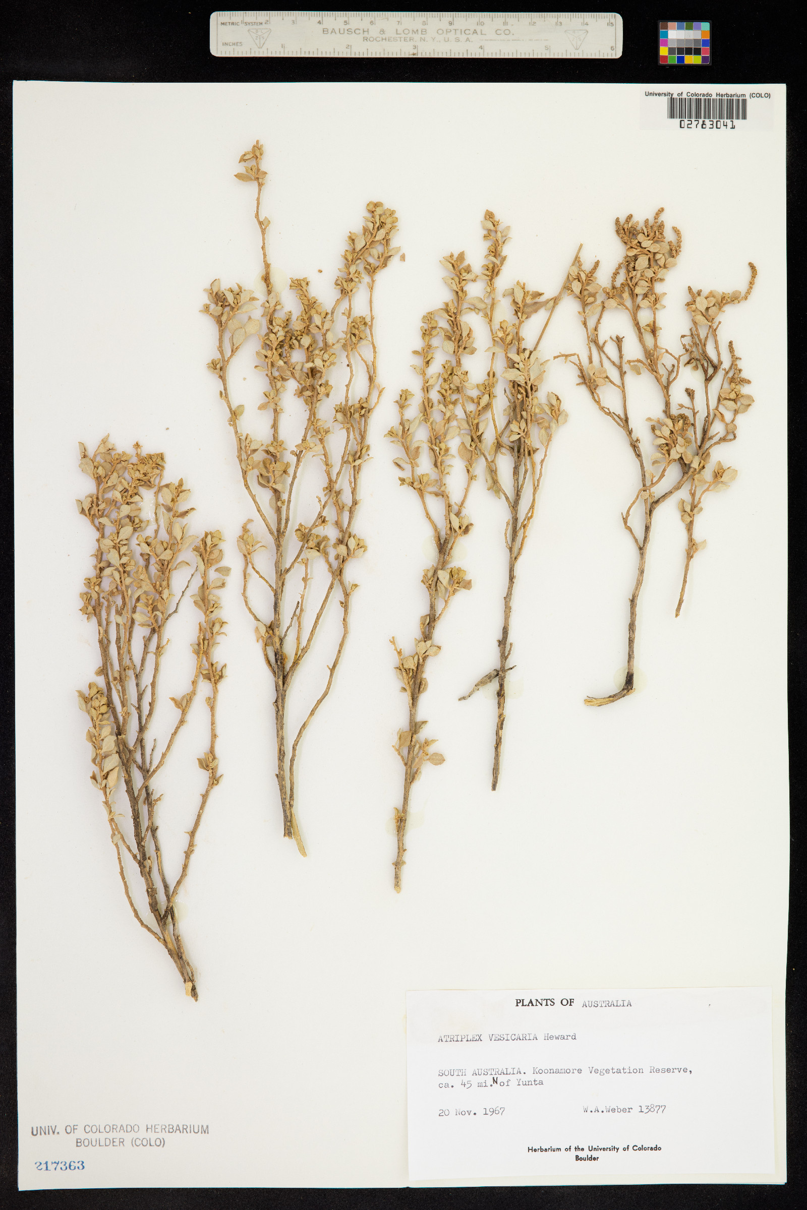 Atriplex vesicaria image