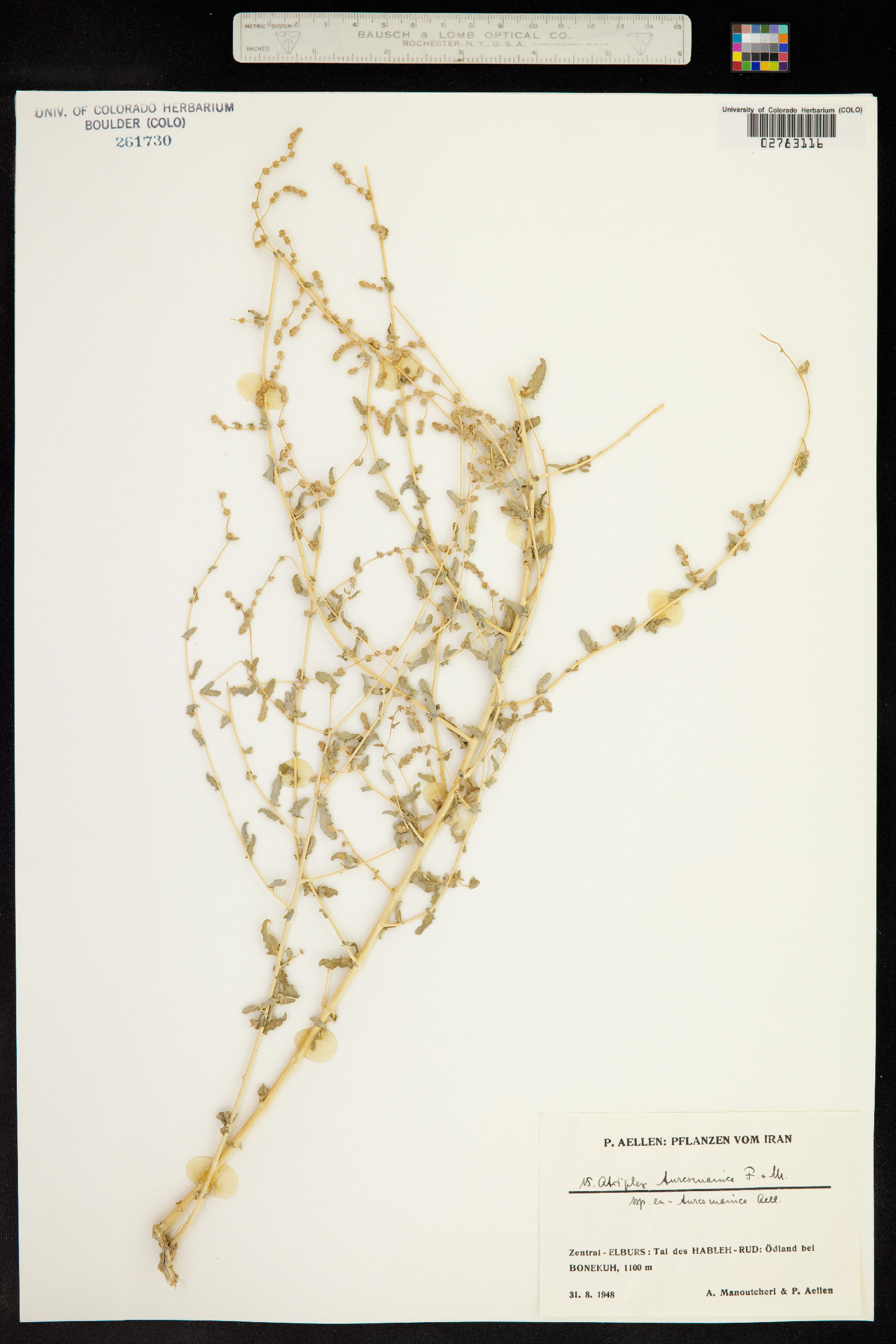 Atriplex turcomanica image