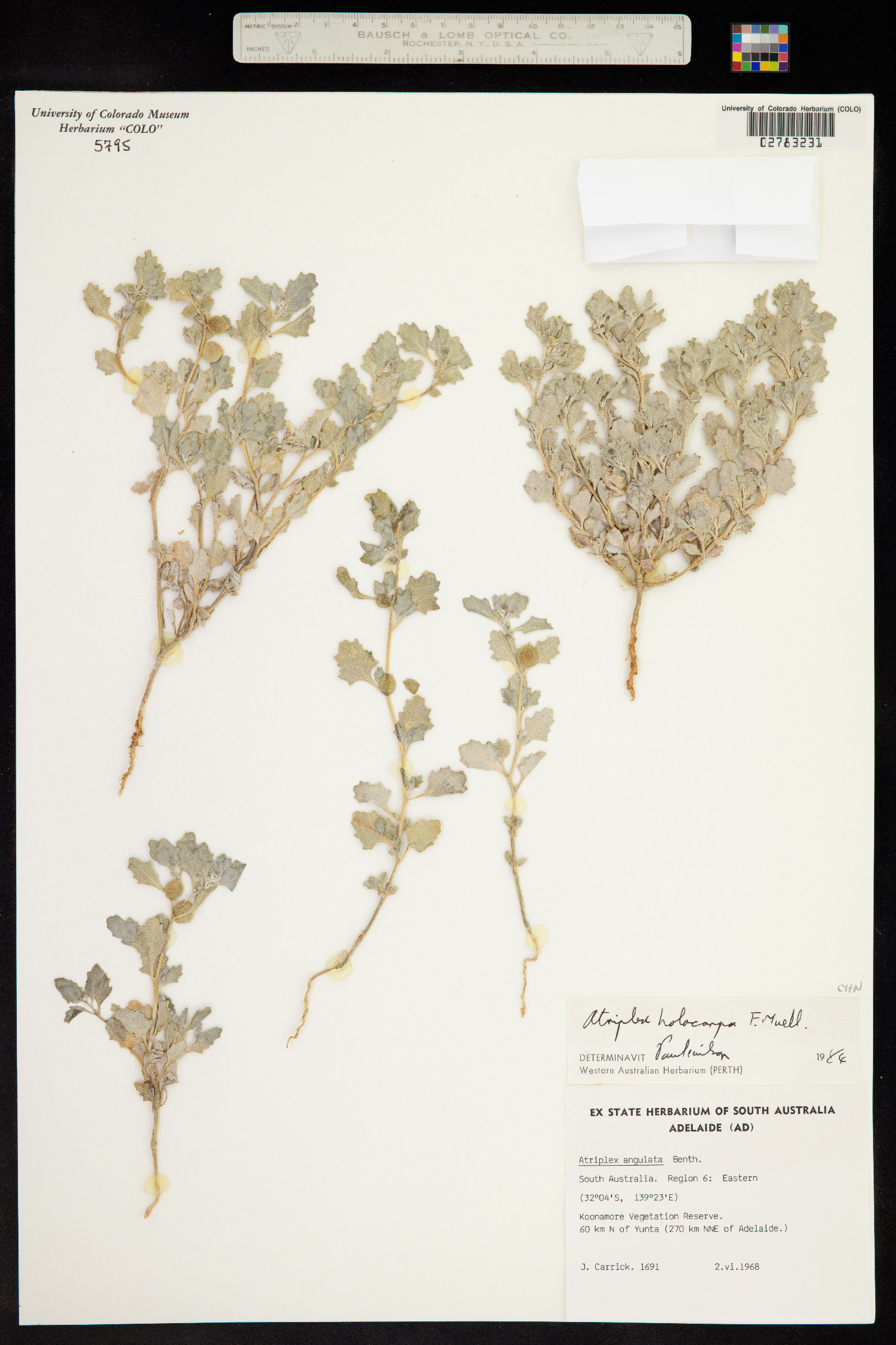 Atriplex holocarpa image