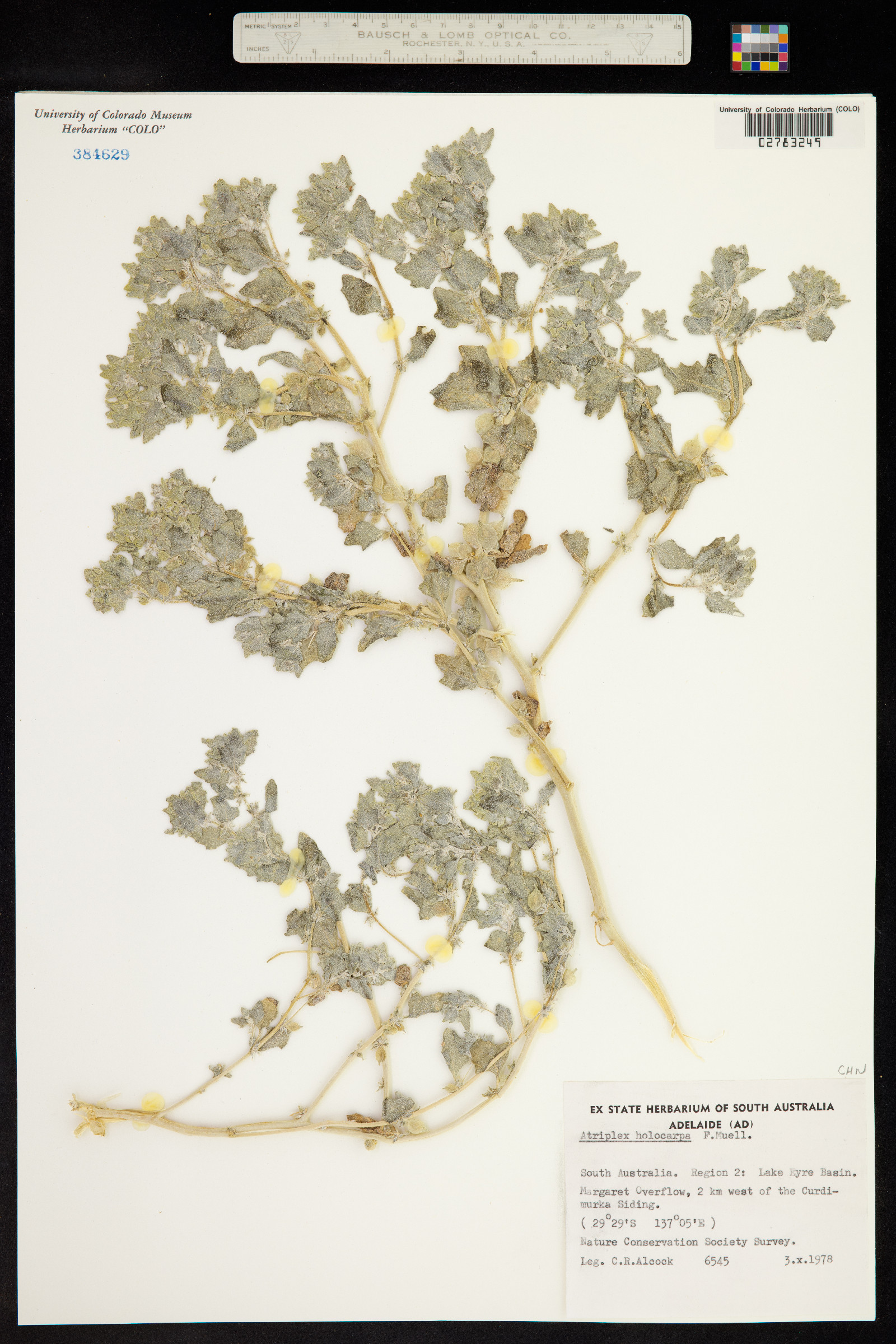 Atriplex holocarpa image