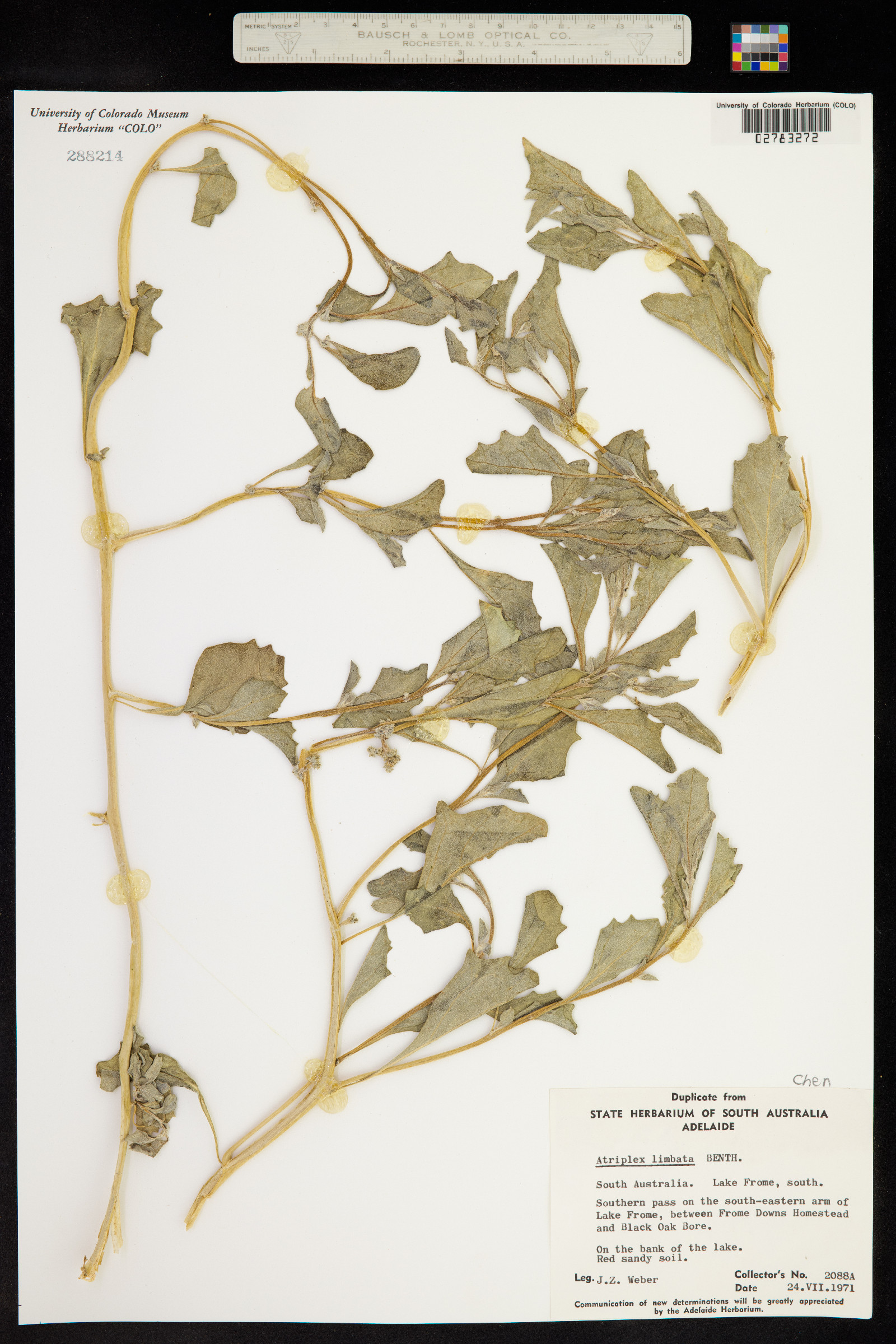 Atriplex limbata image