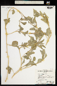 Atriplex limbata image