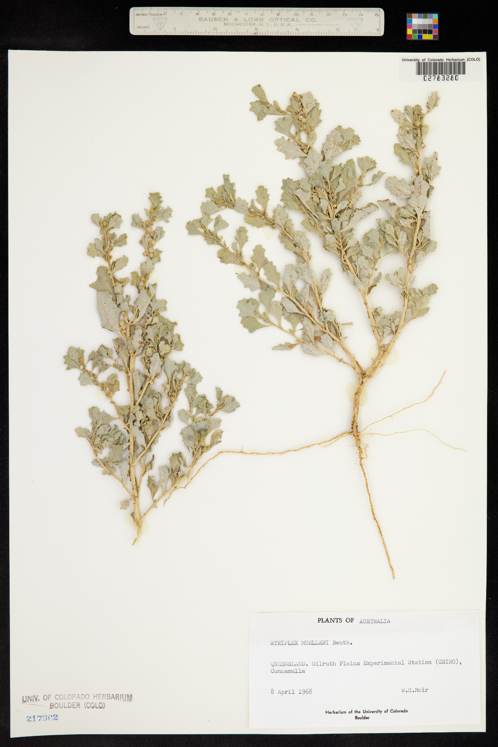 Atriplex muelleri image