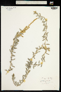 Atriplex muricata image