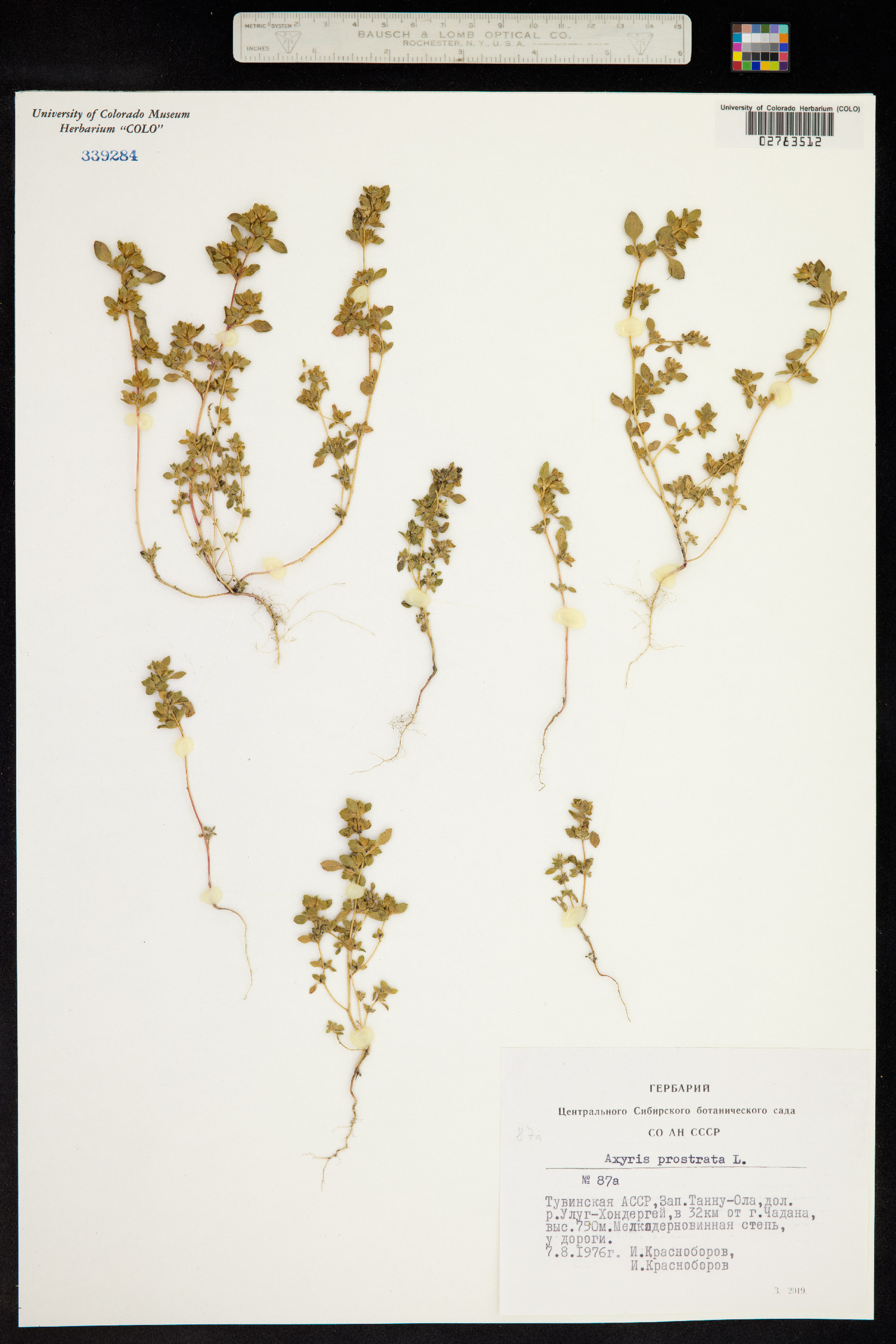 Axyris prostrata image