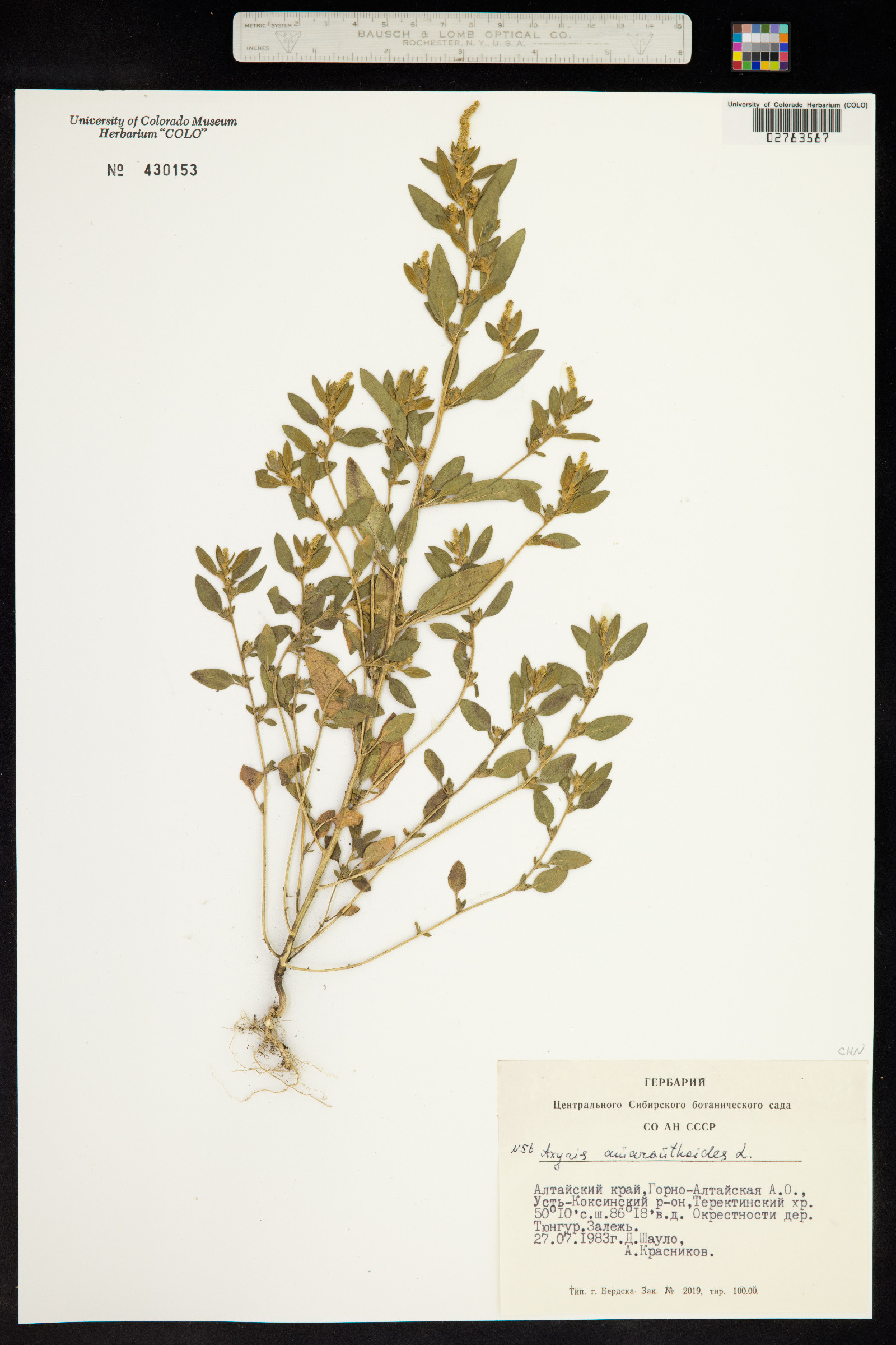 Axyris amaranthoides image