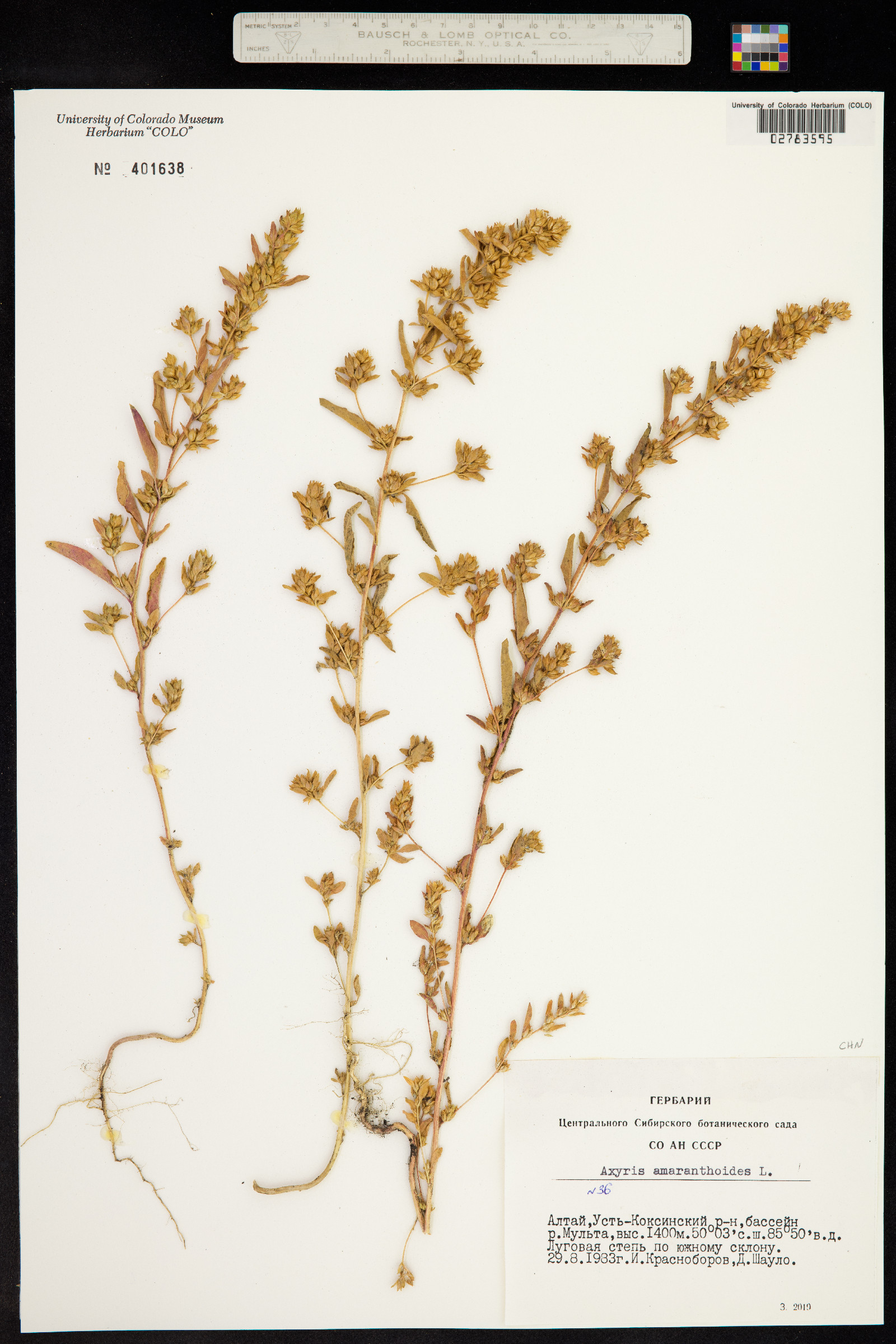 Axyris amaranthoides image
