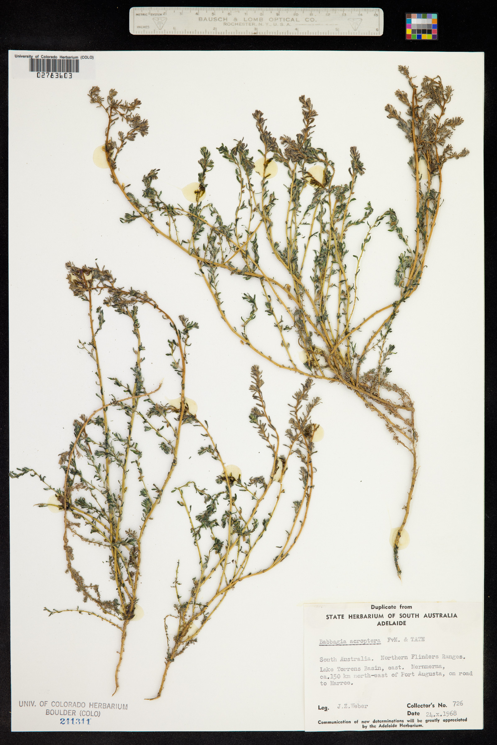 Osteocarpum acropterum image