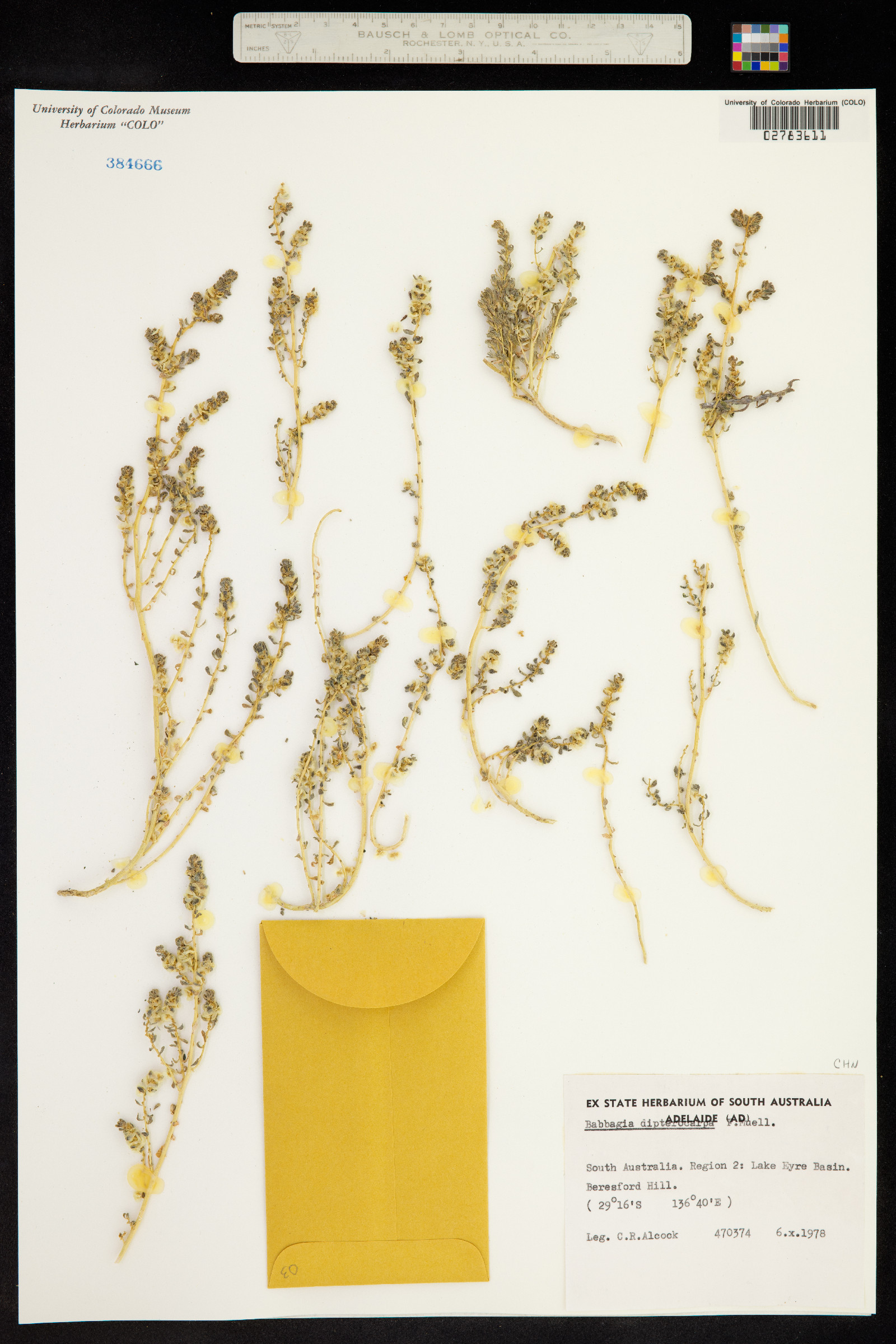 Osteocarpum dipterocarpum image