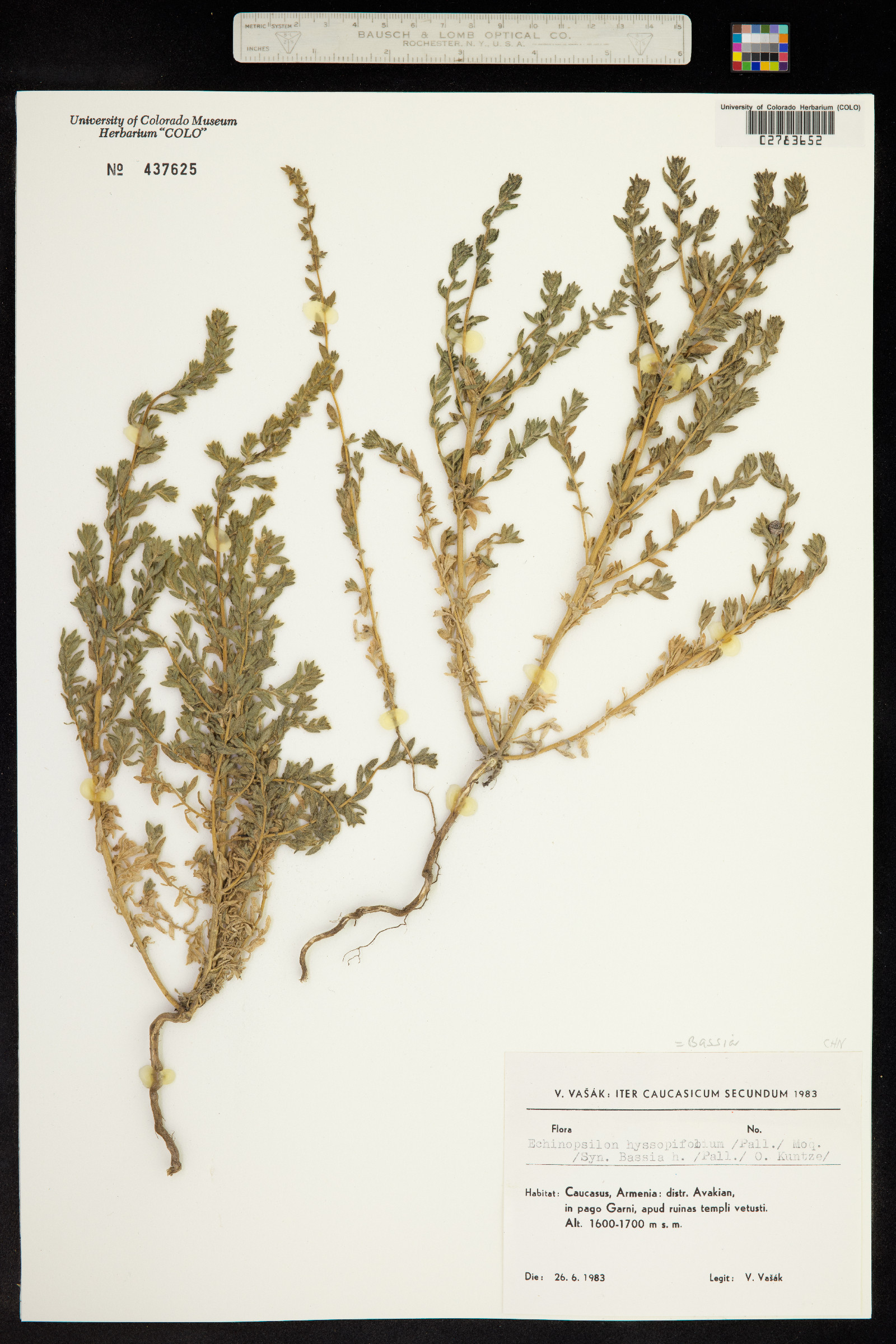 Bassia hyssopifolia image