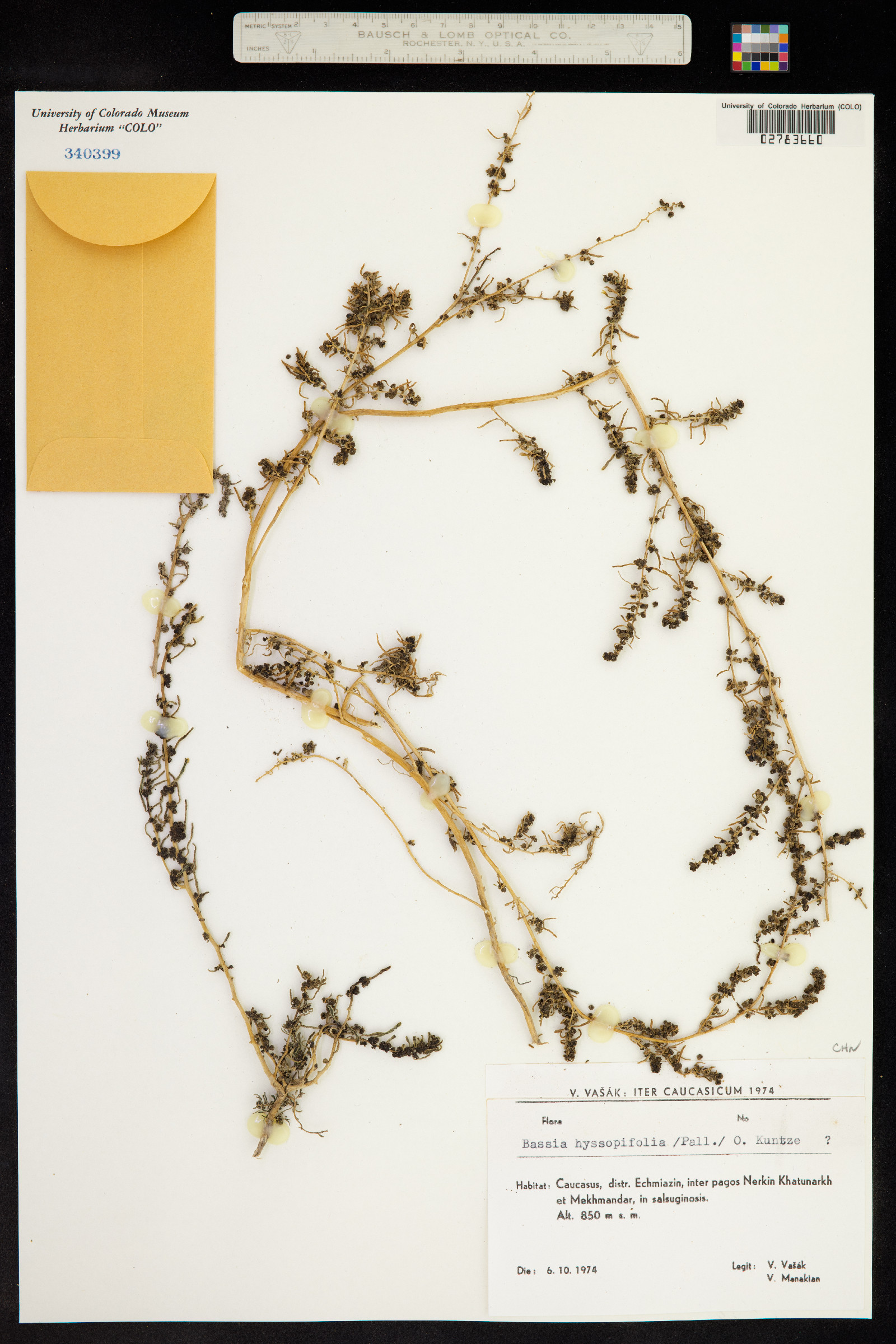 Bassia hyssopifolia image