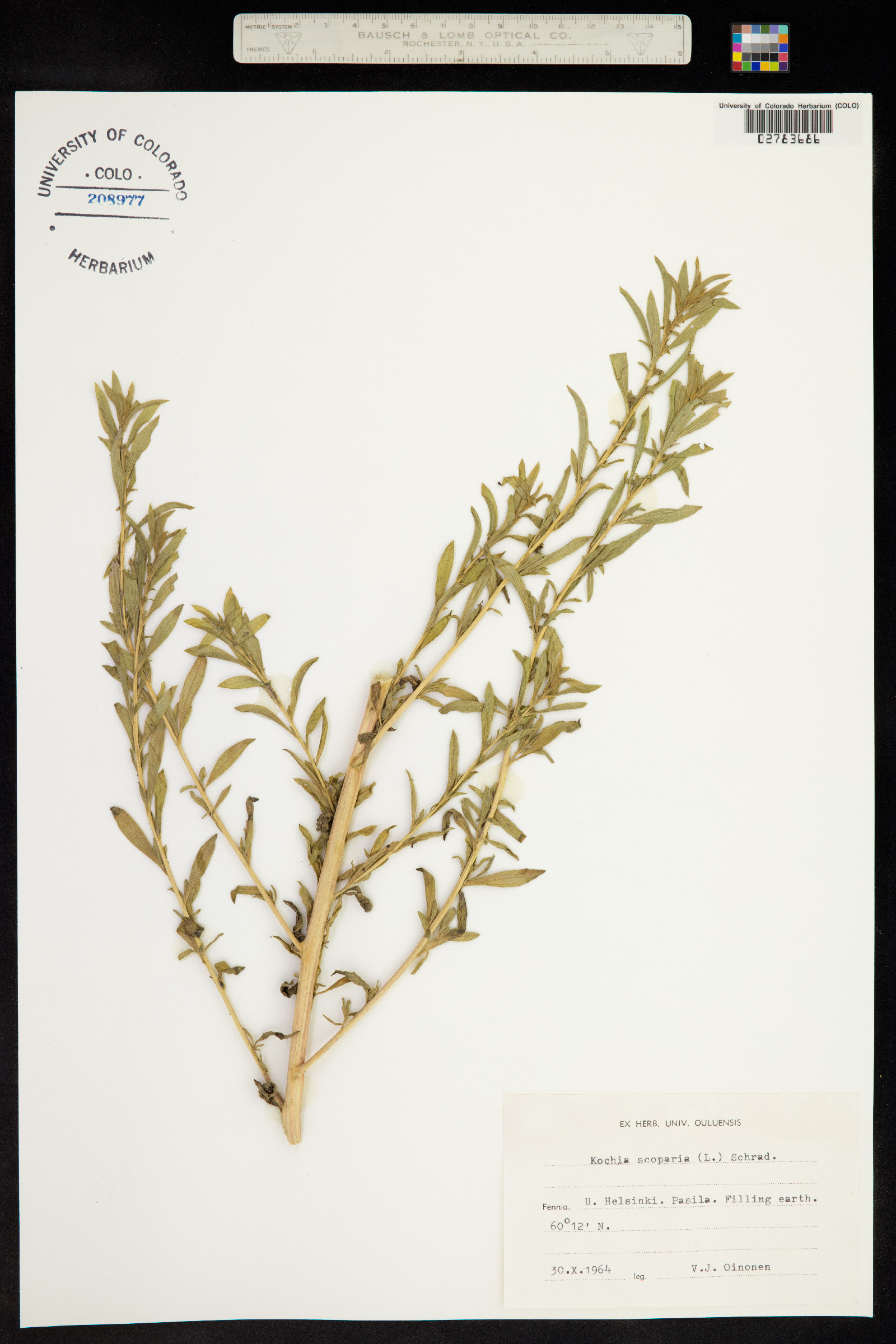 Kochia scoparia ssp. scoparia image