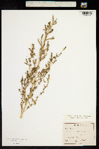 Kochia scoparia ssp. scoparia image