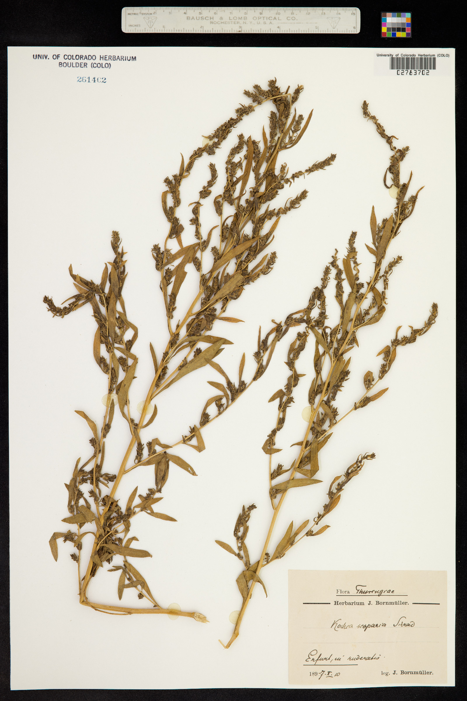 Kochia scoparia ssp. scoparia image