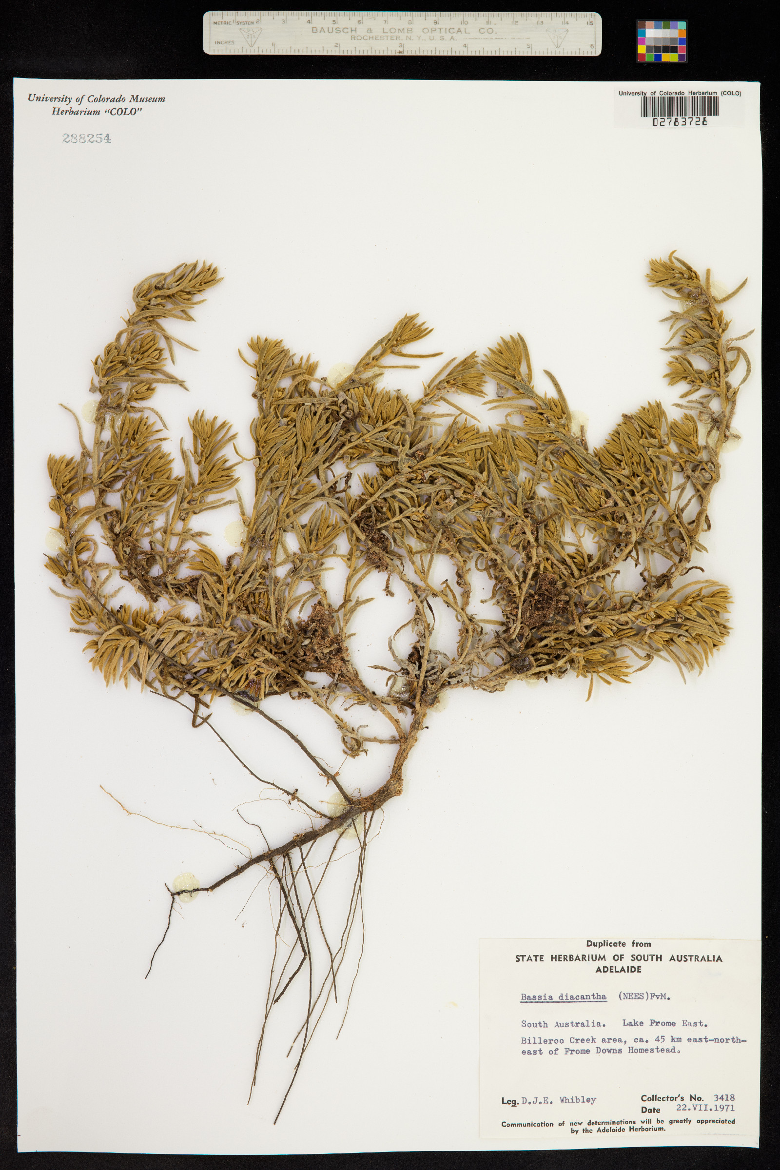 Sclerolaena diacantha image