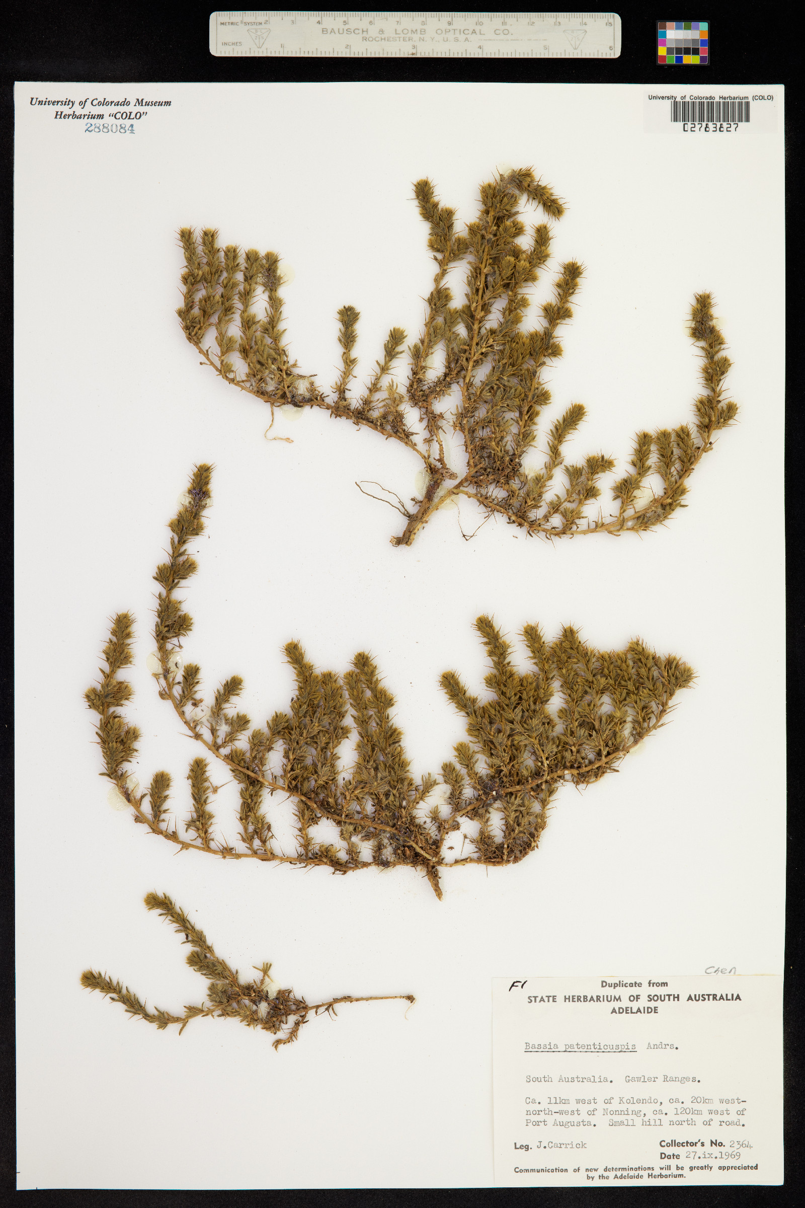 Sclerolaena patenticuspis image