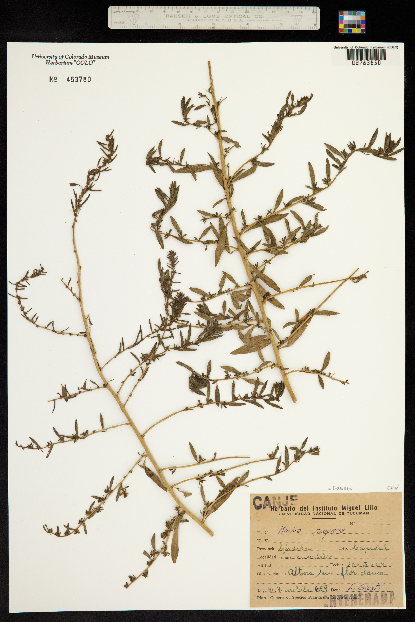 Kochia scoparia ssp. scoparia image