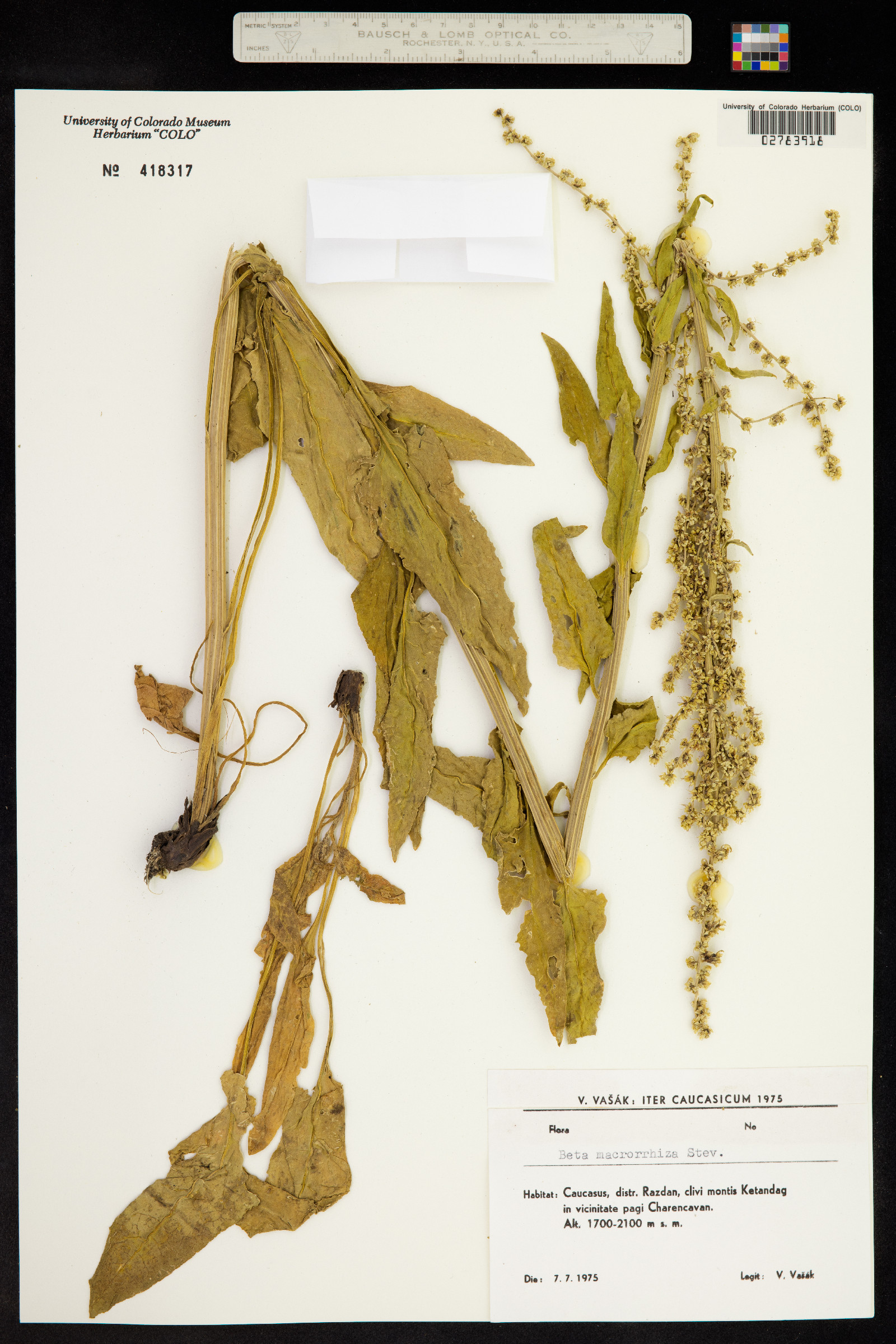 Beta macrorhiza image