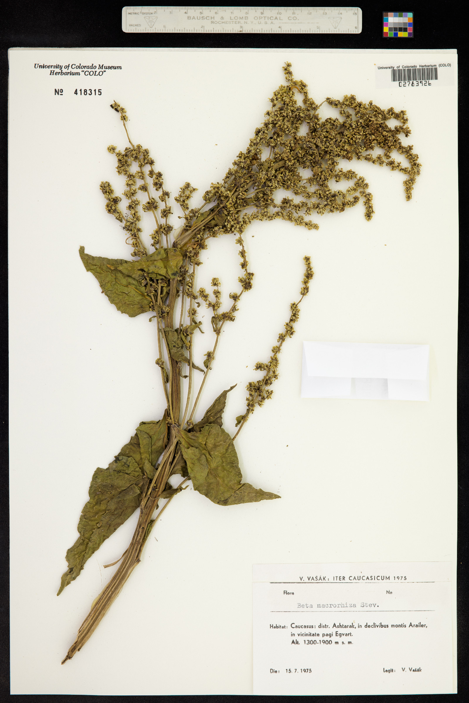 Beta macrorhiza image