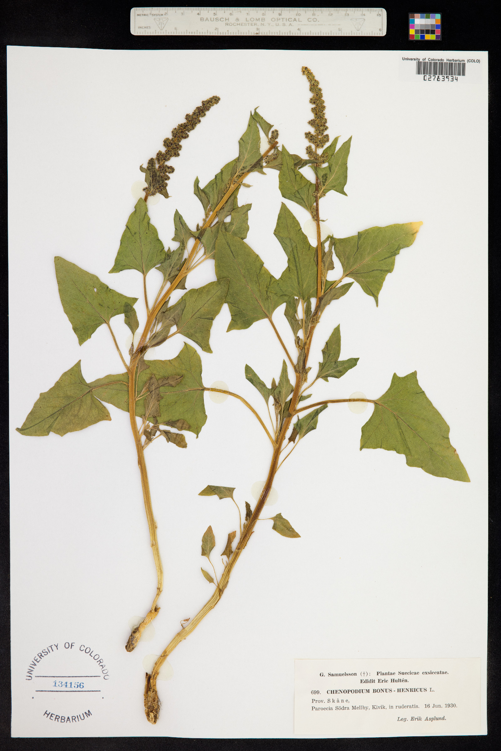 Chenopodium bonus-henricus image