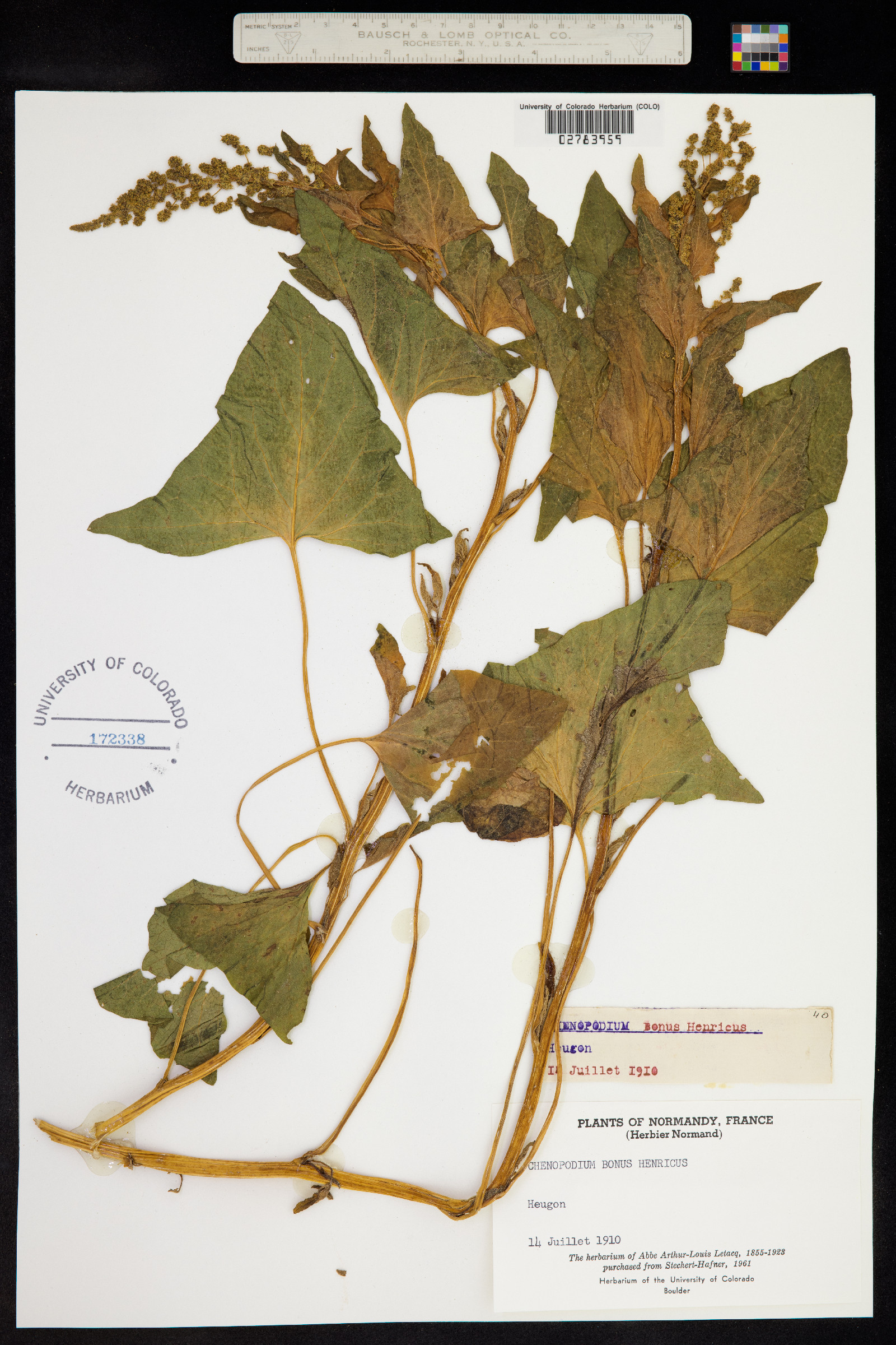 Chenopodium bonus-henricus image