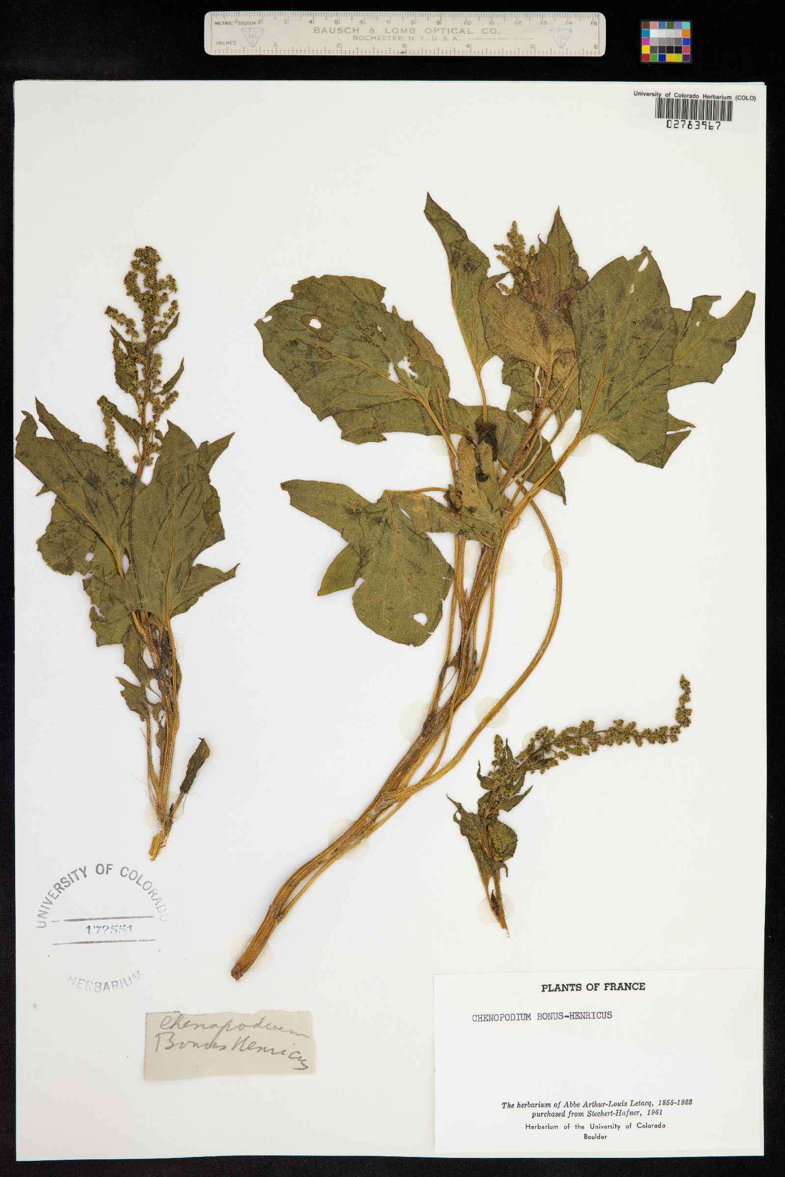 Chenopodium bonus-henricus image