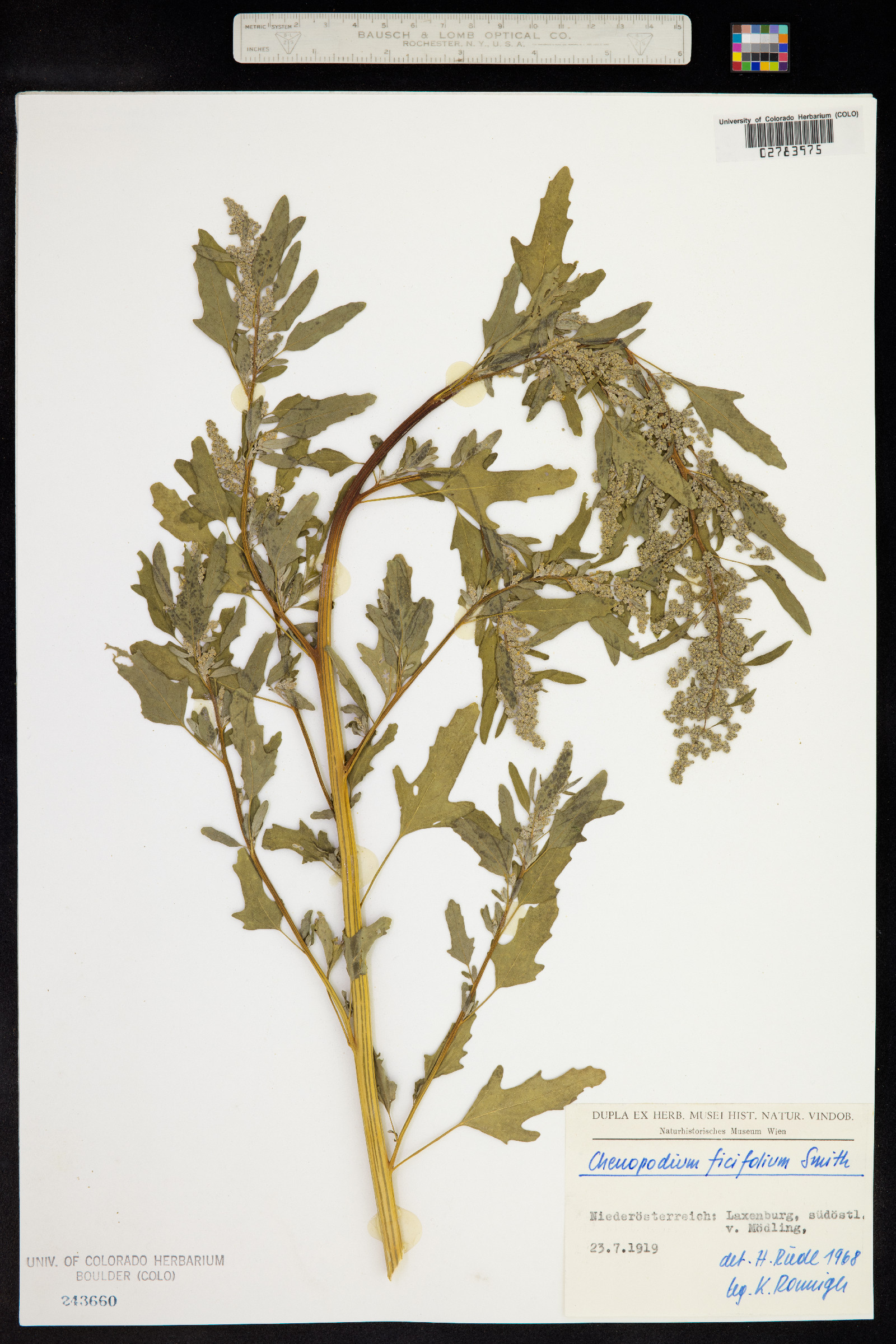 Chenopodium ficifolium image