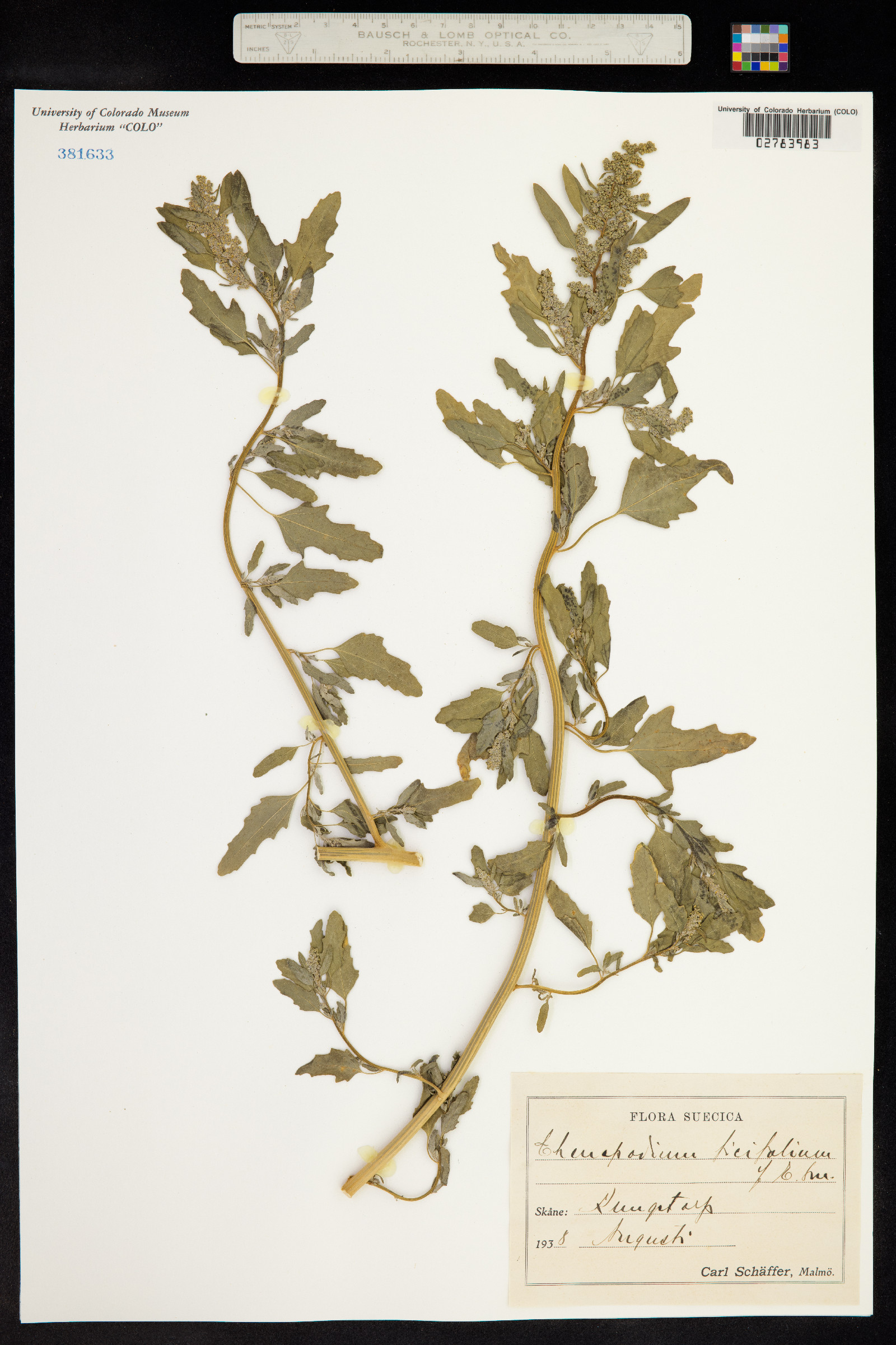 Chenopodium ficifolium image