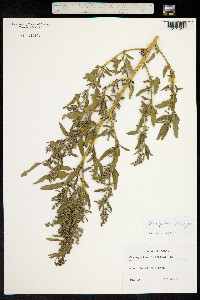 Image of Chenopodium ficifolium
