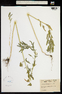 Chenopodium ficifolium image