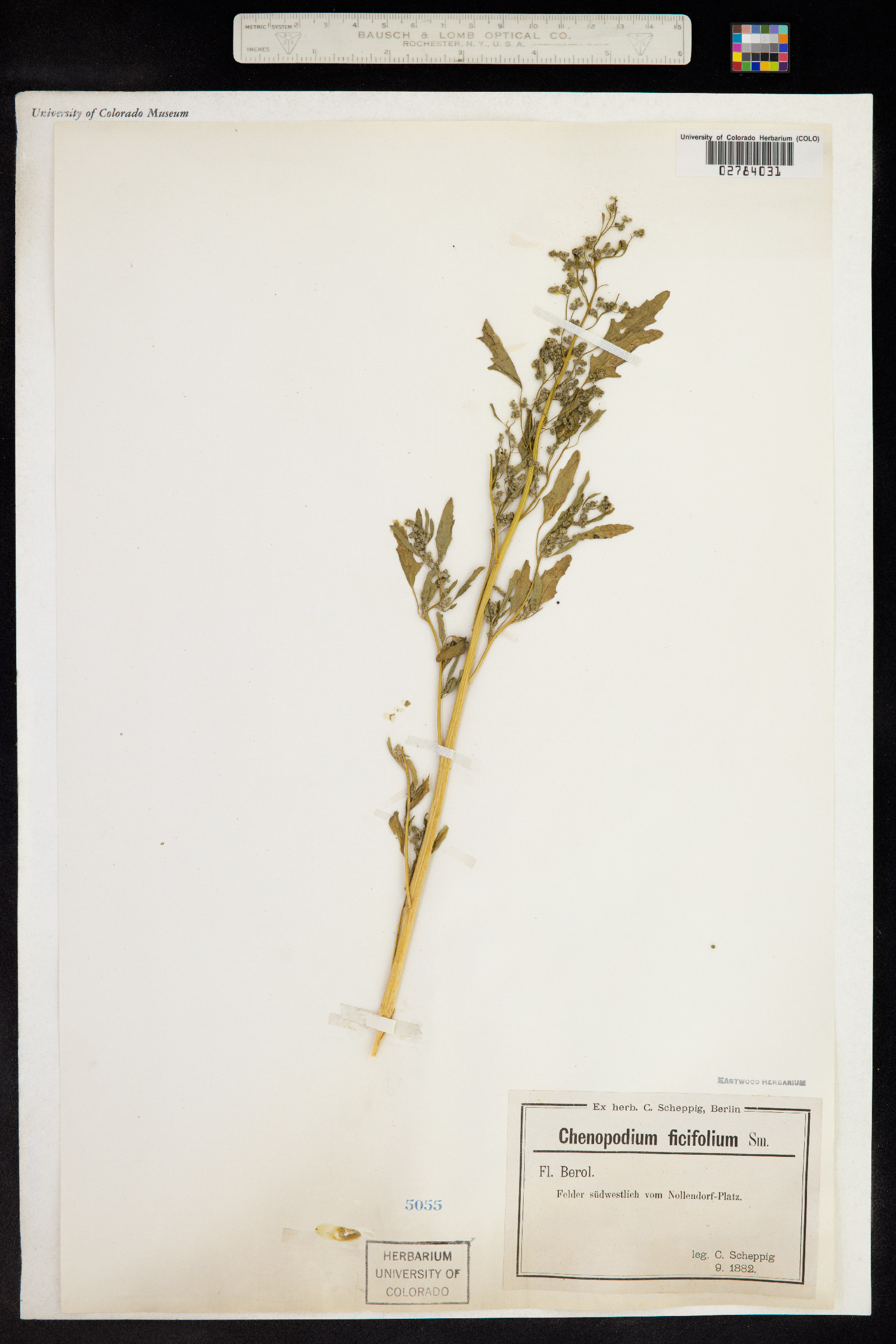 Chenopodium ficifolium image