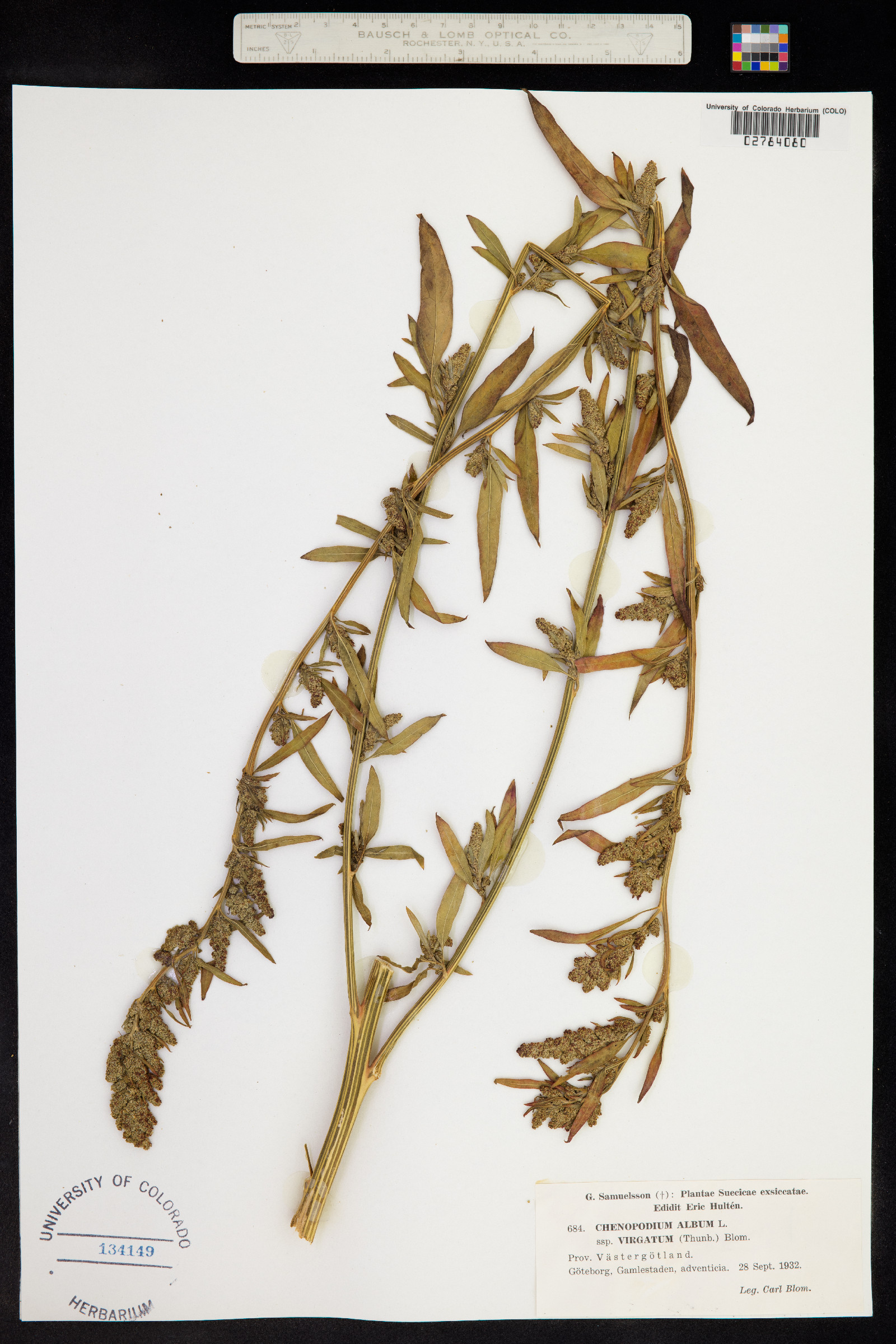 Chenopodium album image