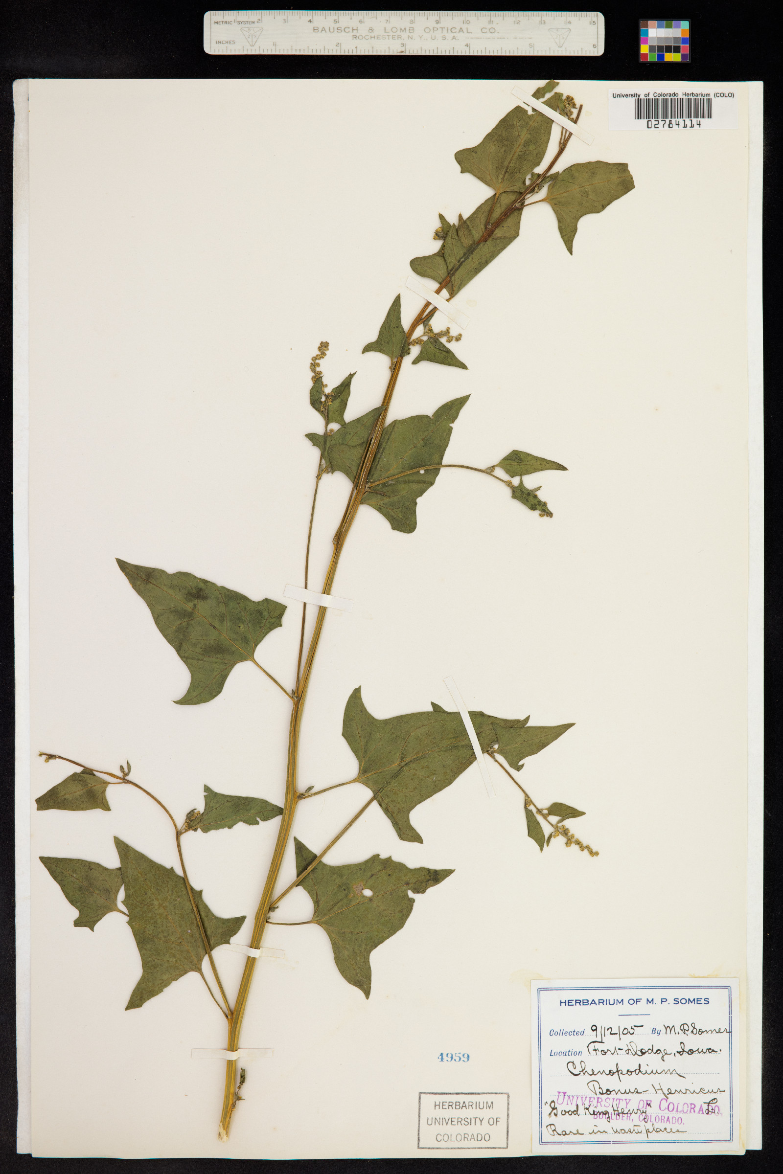 Chenopodium bonus-henricus image