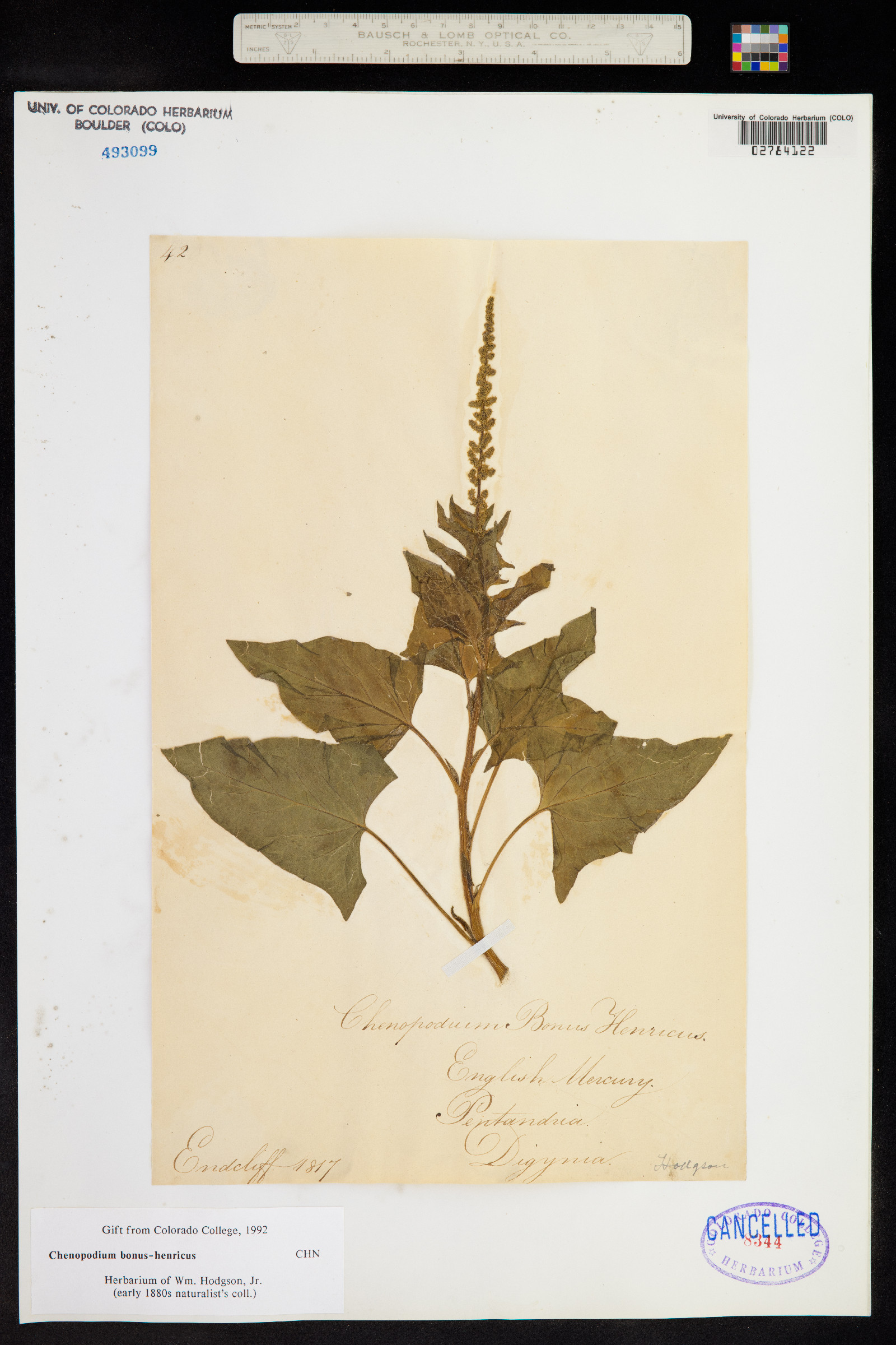 Chenopodium bonus-henricus image